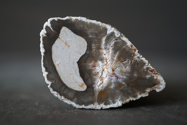 珪化木 ペトリファイドウッド Petrified Wood 1205~1210