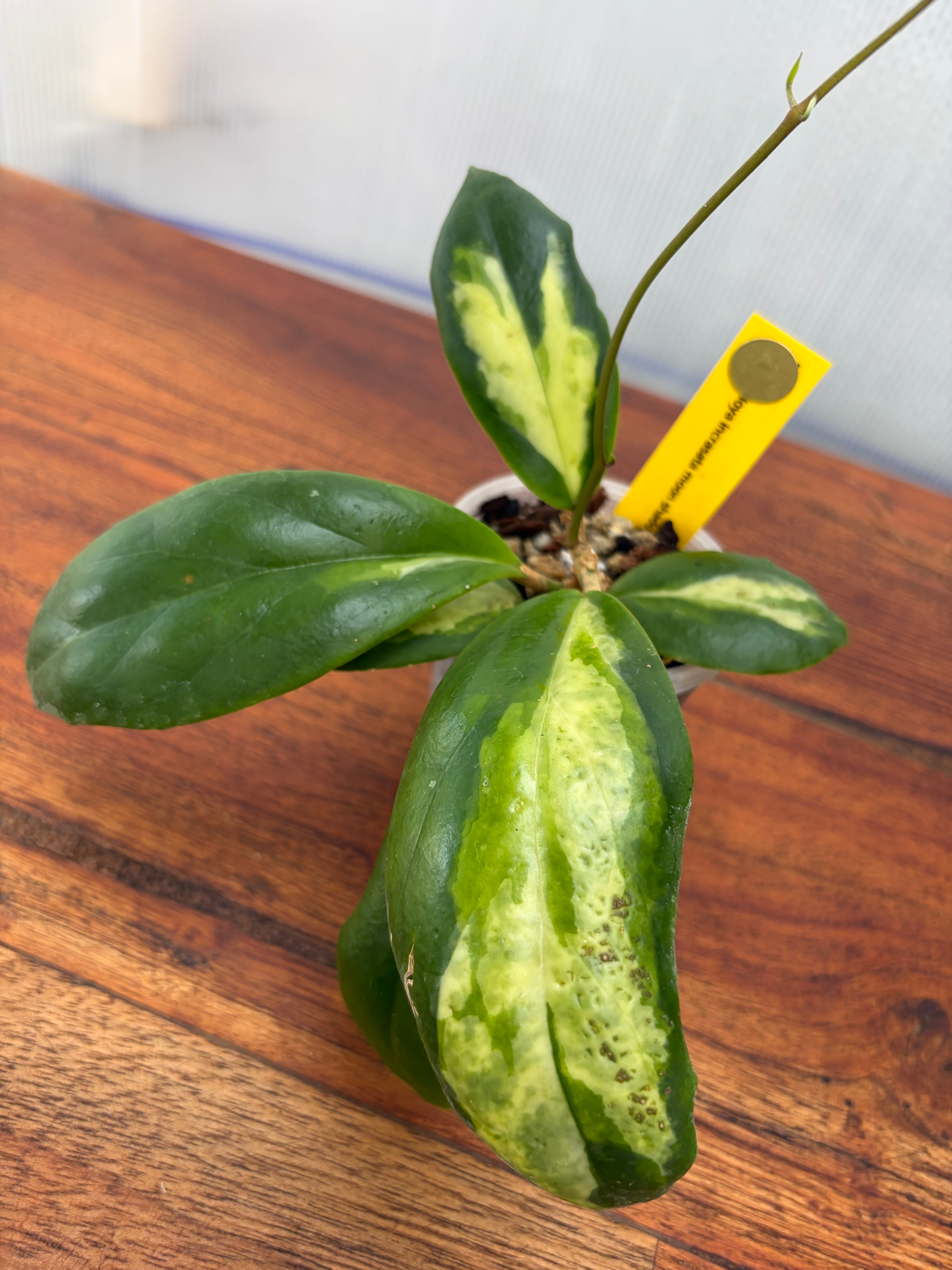 観葉植物 希少 ホヤ Hoya mindorensis Red ホヤ ミンドレンシスレッド