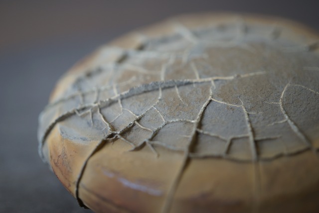 ゴビ砂漠産亀甲石 Turtleback Stone 1323