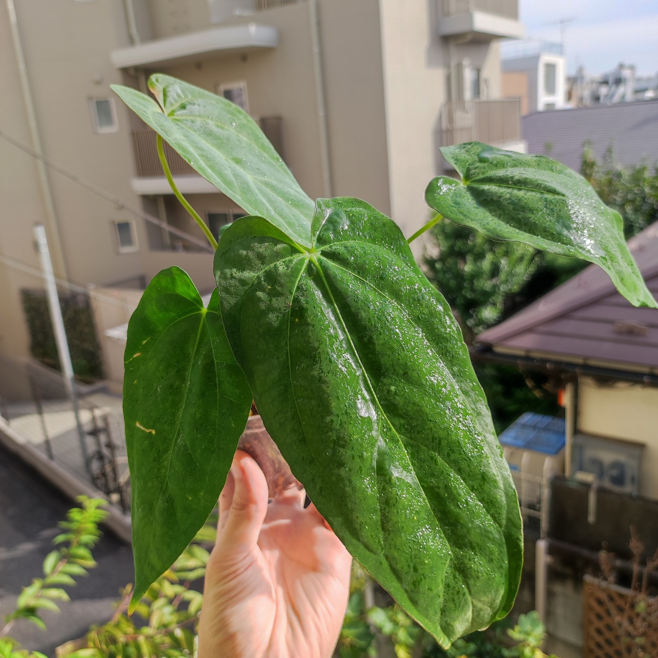 Anthurium King of spades × Papillilaminum(FS) / アンスリウム・キングオブスペード×パピリラミナム