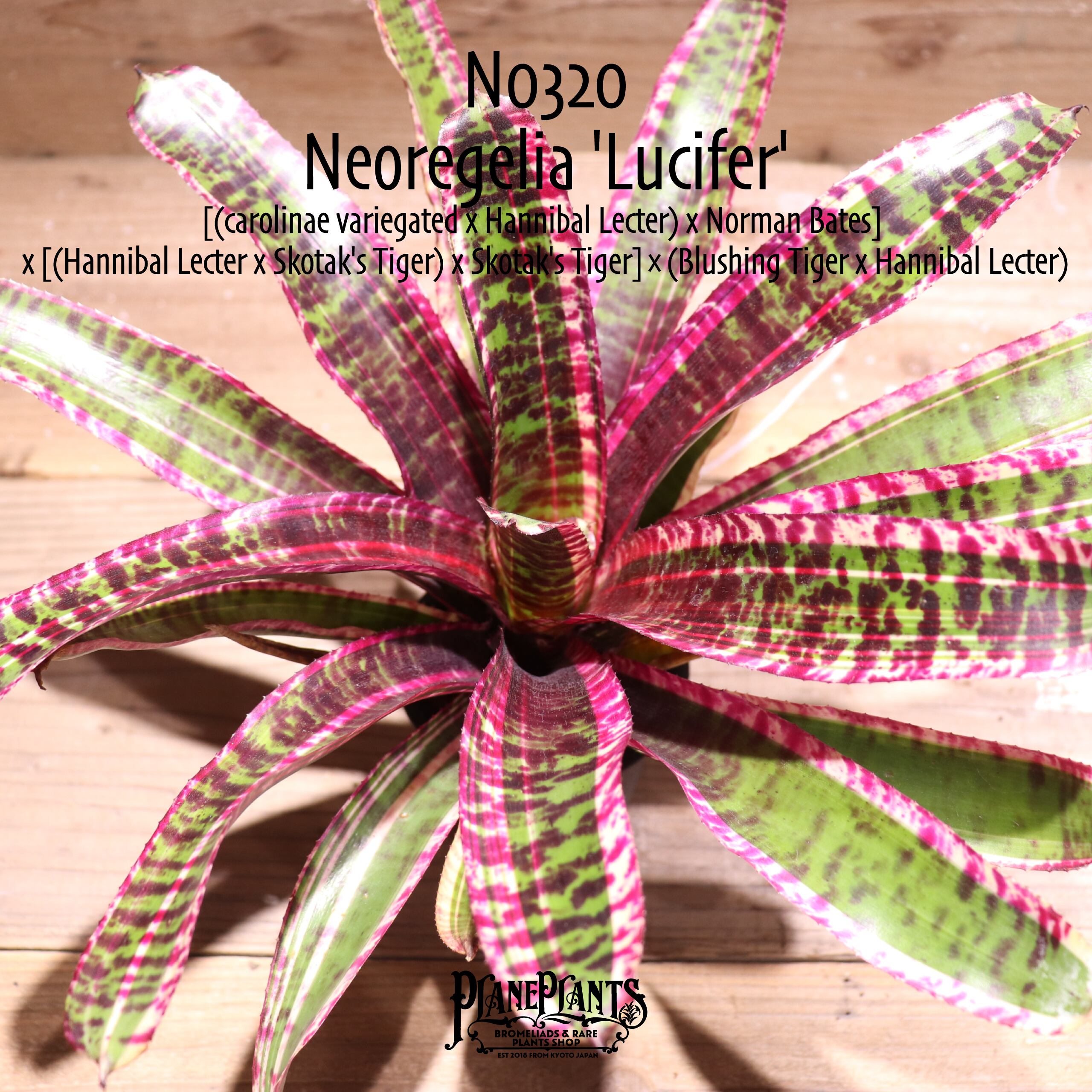 送料無料】Neoregelia 'Lucifer'〔ネオレゲリア〕現品発送N0320