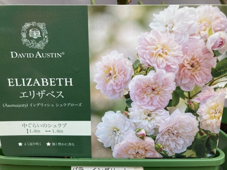バラ イングリッシュローズ エリザベス デビッドオースチン | 日本