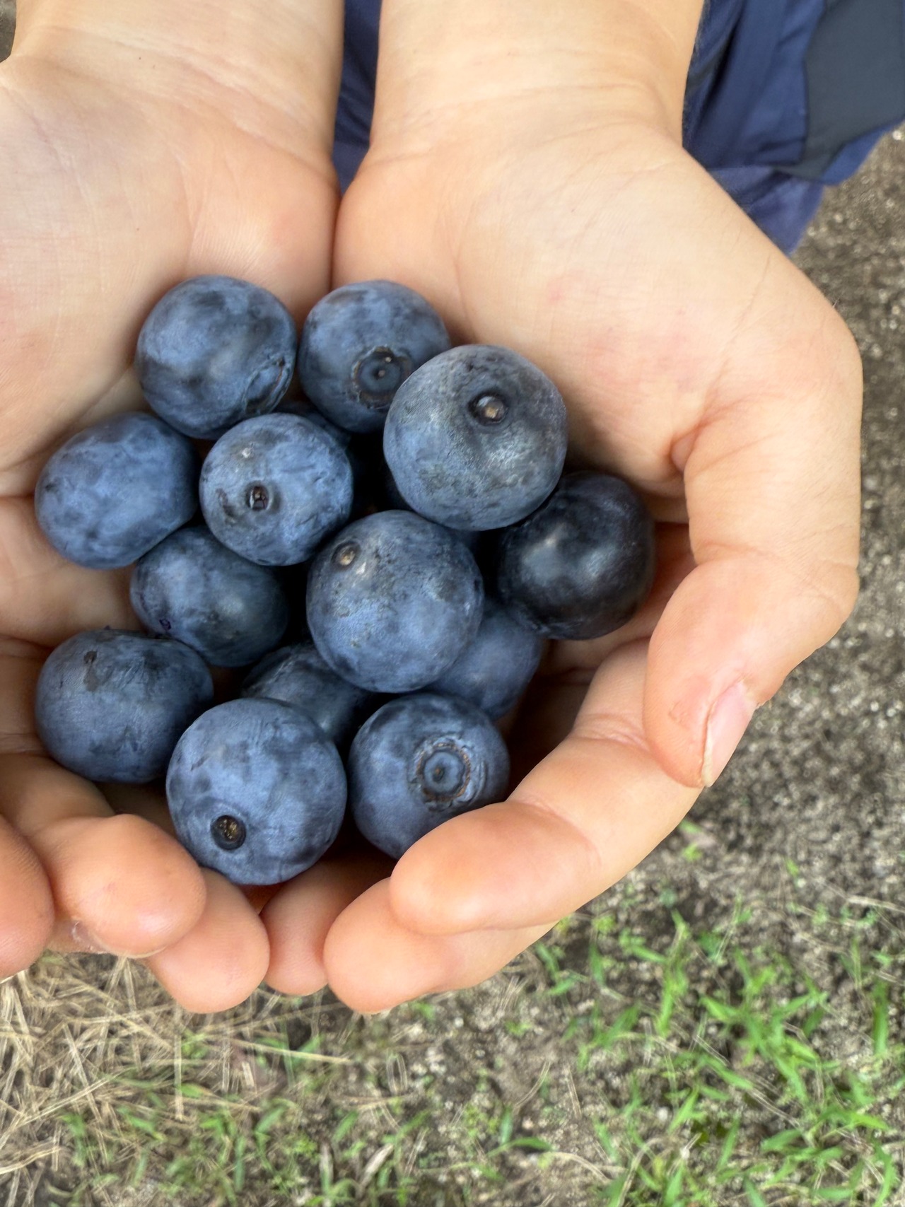 冷凍ブルーベリー500ｇ　大粒　農薬不使用・画像5