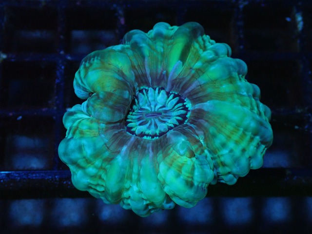 Cynarina Lacrimalis PremiumSize 3