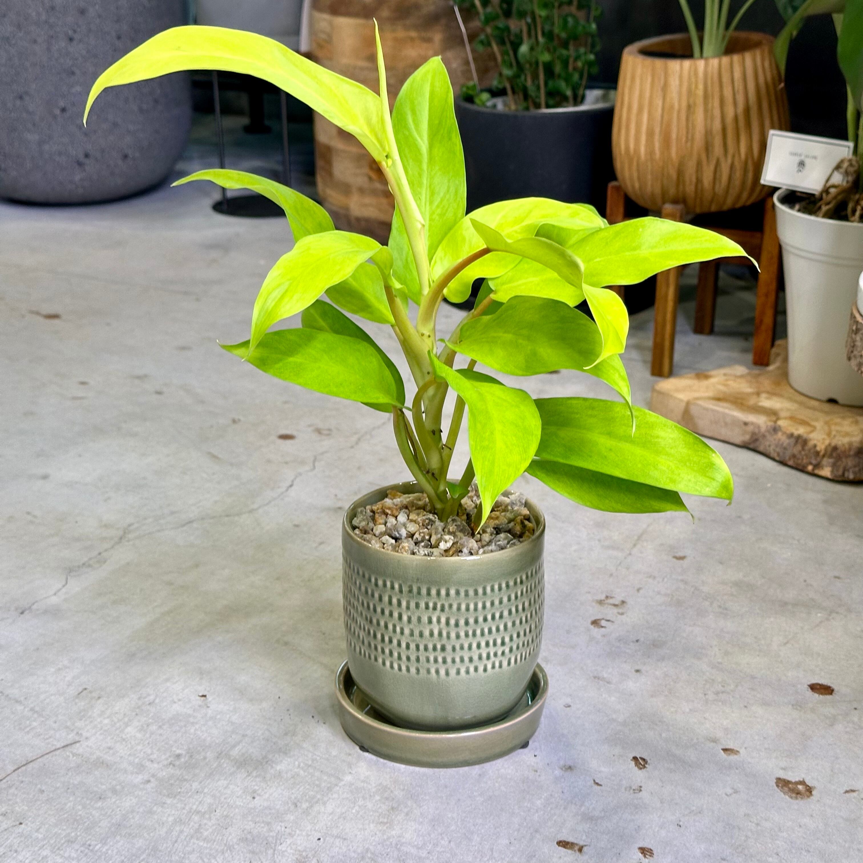 フィロデンドロン・マーレービューティー | barrelplants_BONSAI