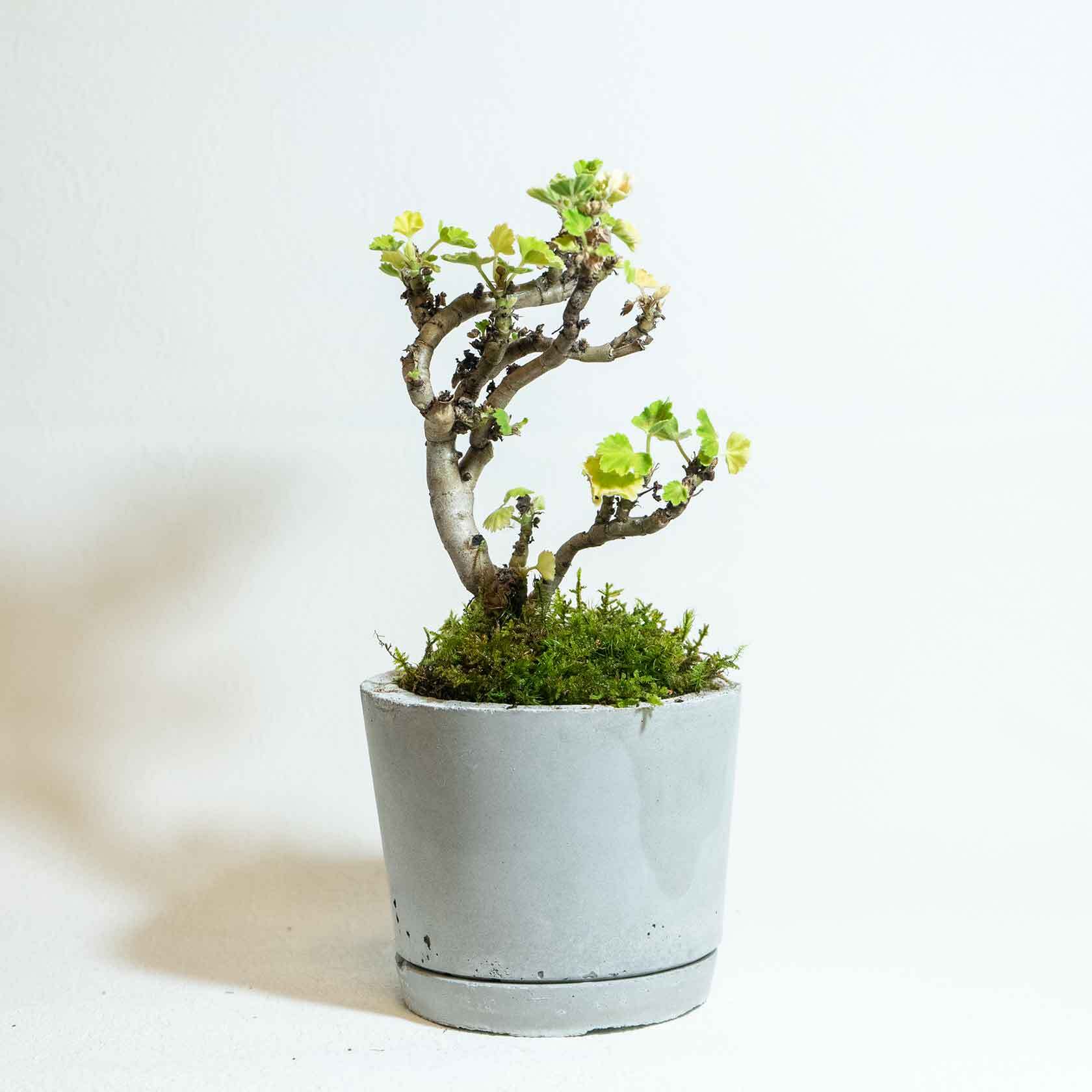 ベランダで育てる観葉植物 ゼラニウムとハイゴケ カモジコケの鉢植え ザラっとした風合いのモルタル鉢 送料全国一律850円 アトモスフィア 自作の鉢を使った観葉植物や多肉植物 塊根植物などの通販