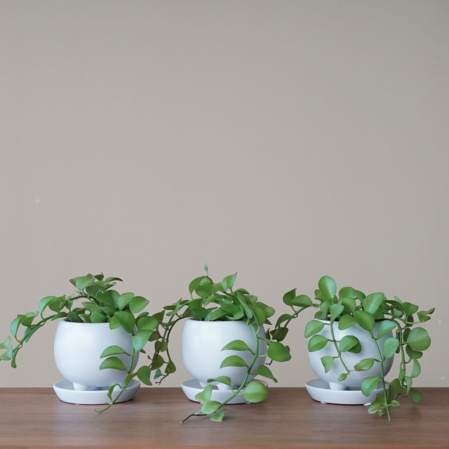 フォーマット ディスキディア ヌンムフォリア Ayanas アヤナス 観葉植物のセレクトショップ 通販