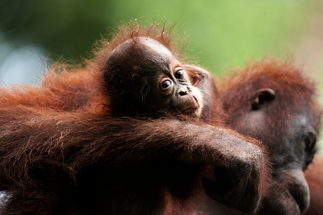 Orangutan Baby