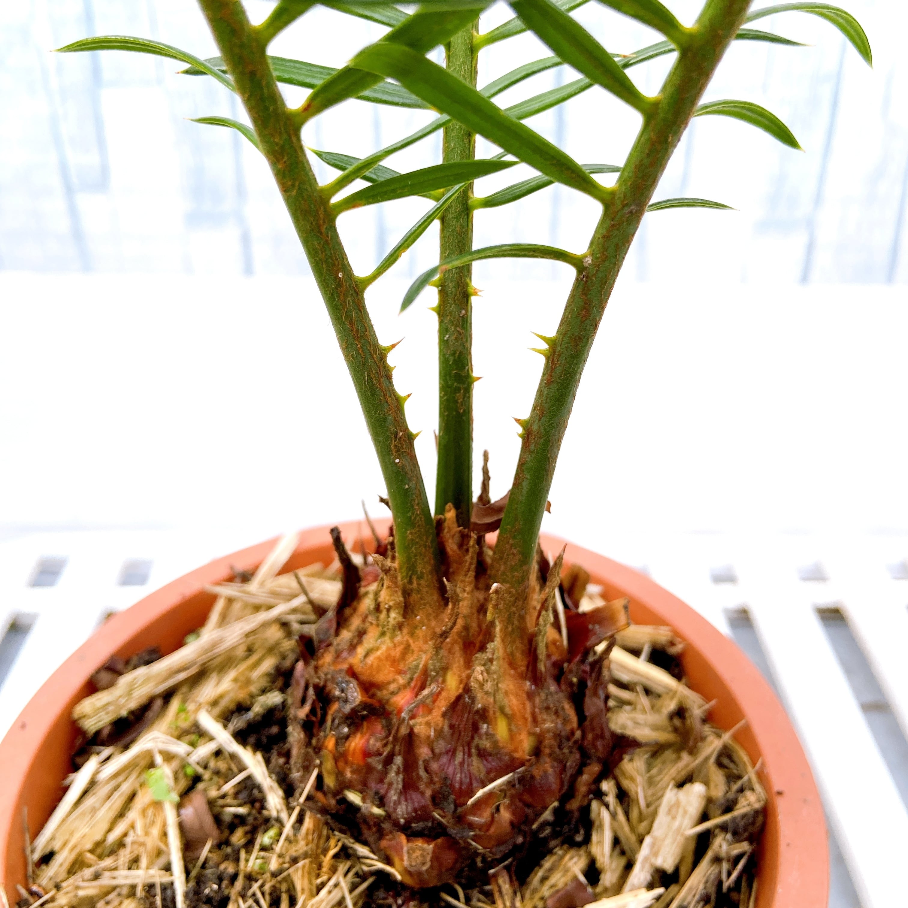 ソテツ　奄美大島　耐寒性 奄美大島産 ソテツ（蘇轍） 5号】 南国の自然なグリーンインテリア