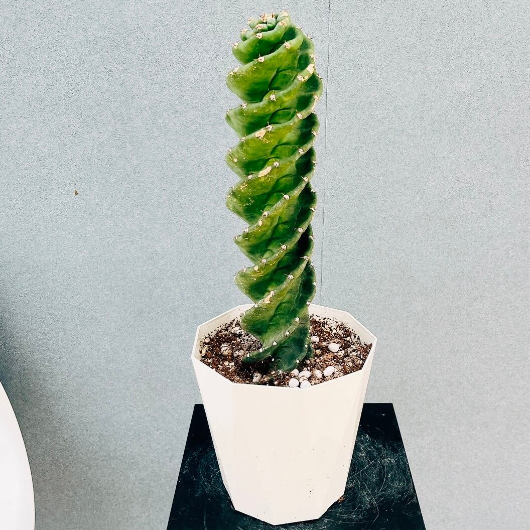 アガベ 美株 アテナータ アテナータカラズストライプ 斑入り 希少 早い