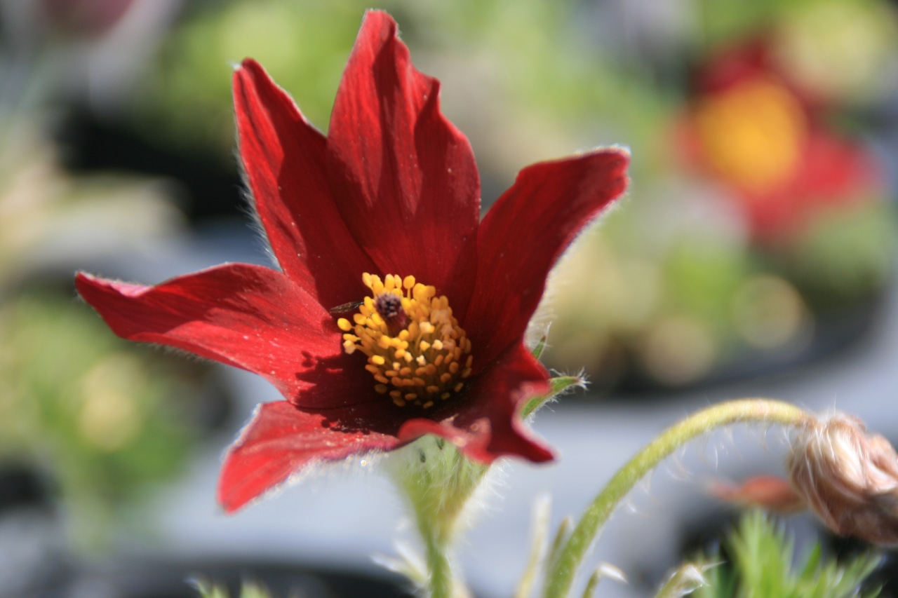 洋種オキナグサ（洋種翁草）７、５ｃｍ〜９ｃｍポットの画像03