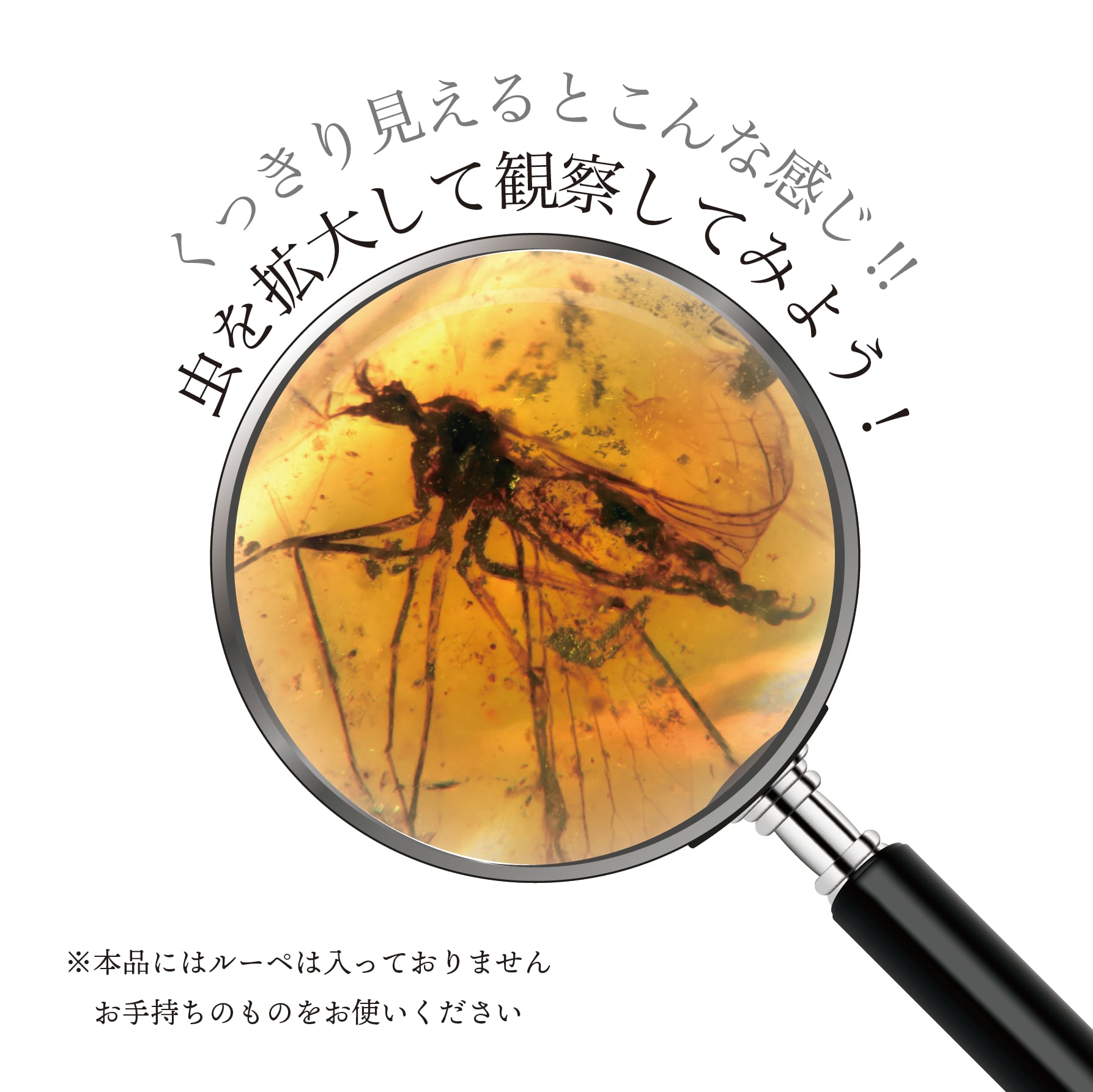 マッチ箱博物館 虫入りコハクのコレクション （マッチ箱なし） | MNH