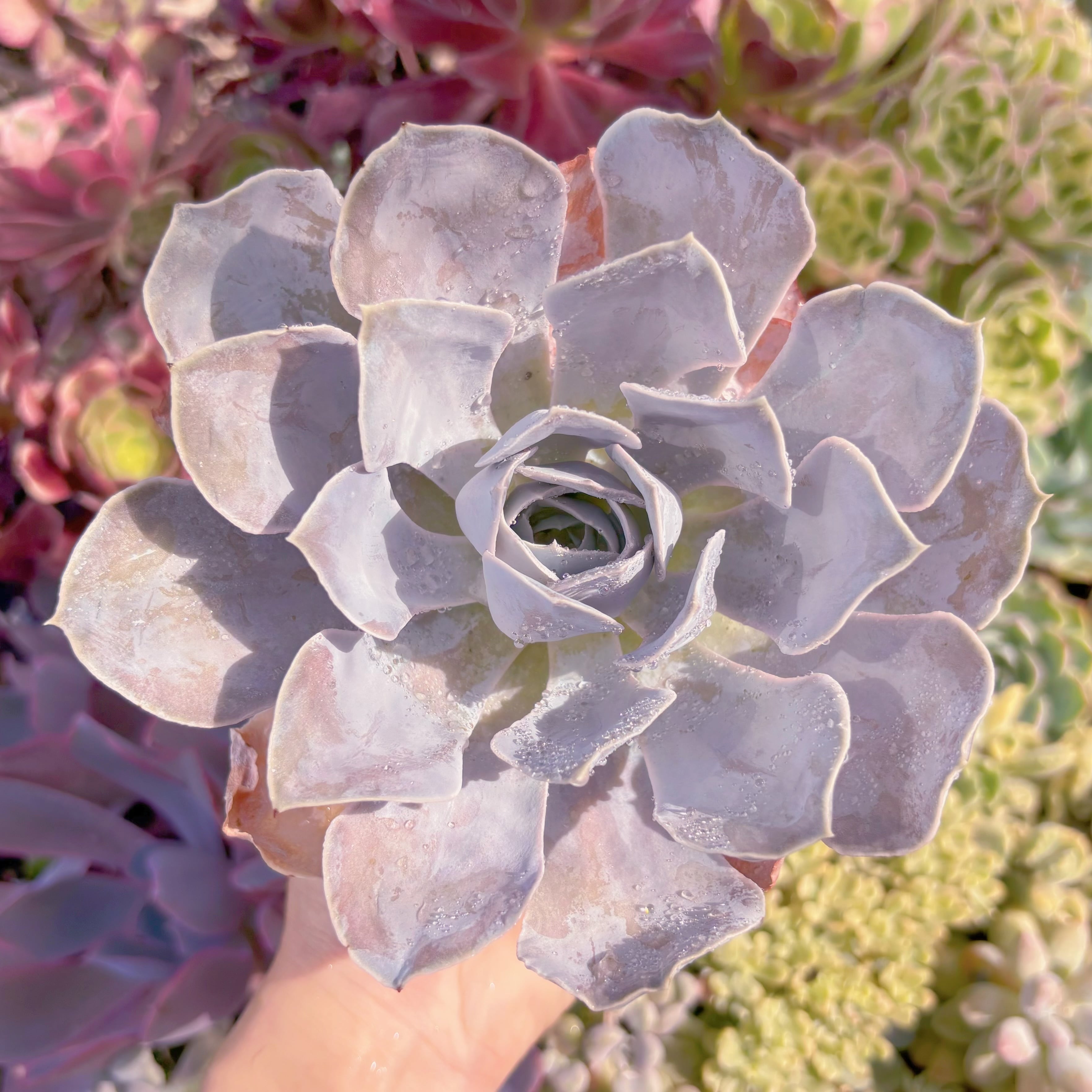 現品　ルンヨニー サンカルロス#C21　大苗　るる農園