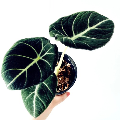 落ち着いた空気感 アロカシア・ブラックベルベット｜希少種 観葉植物 calm cafe