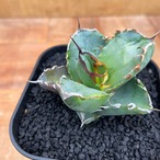 Agave titanota 【チタノタ・短葉ダルマ葉】