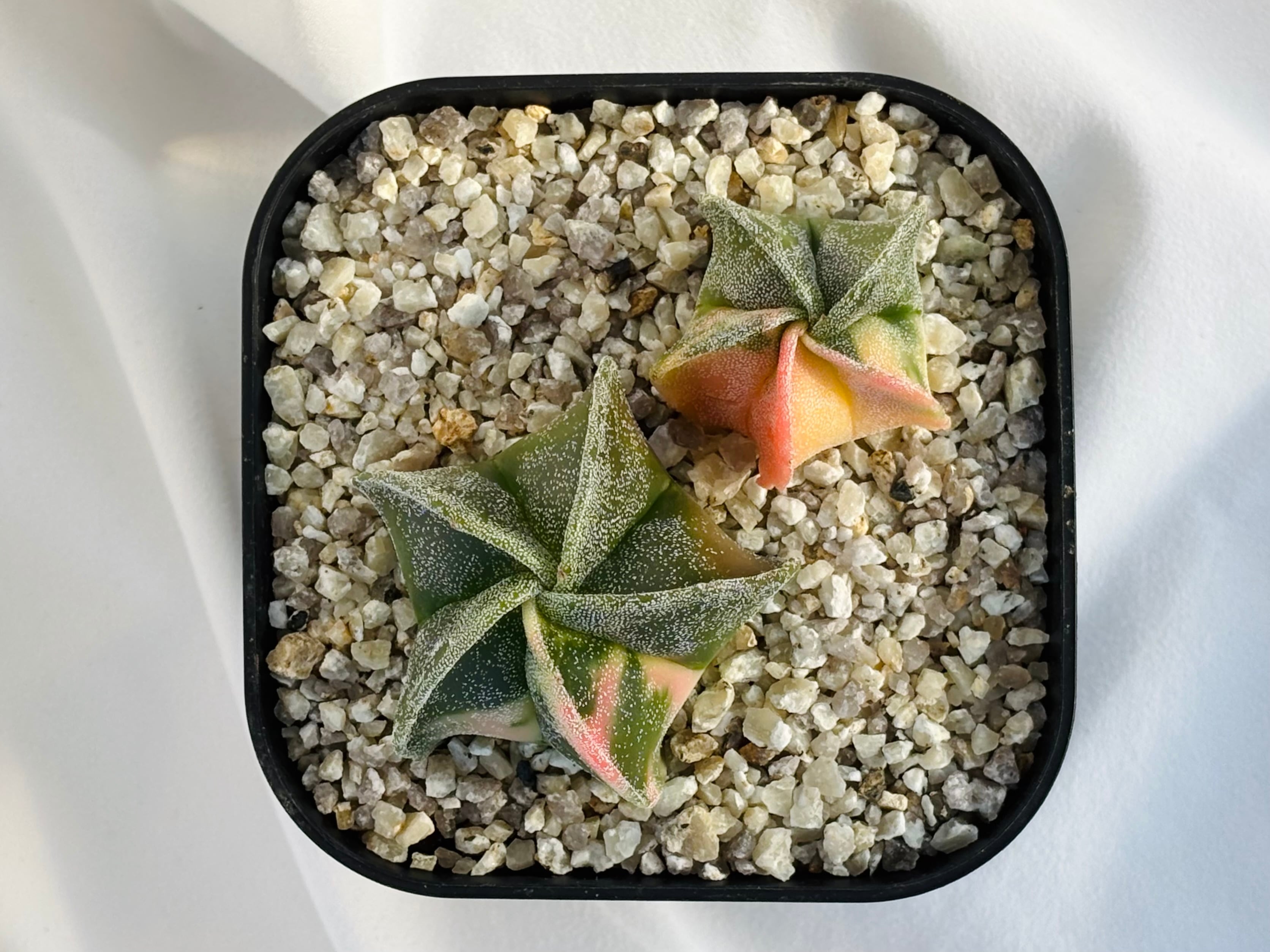 鸞鳳錦 Astrophytum myriostigma アストロフィツム ランポー玉錦 鸞鳳玉錦