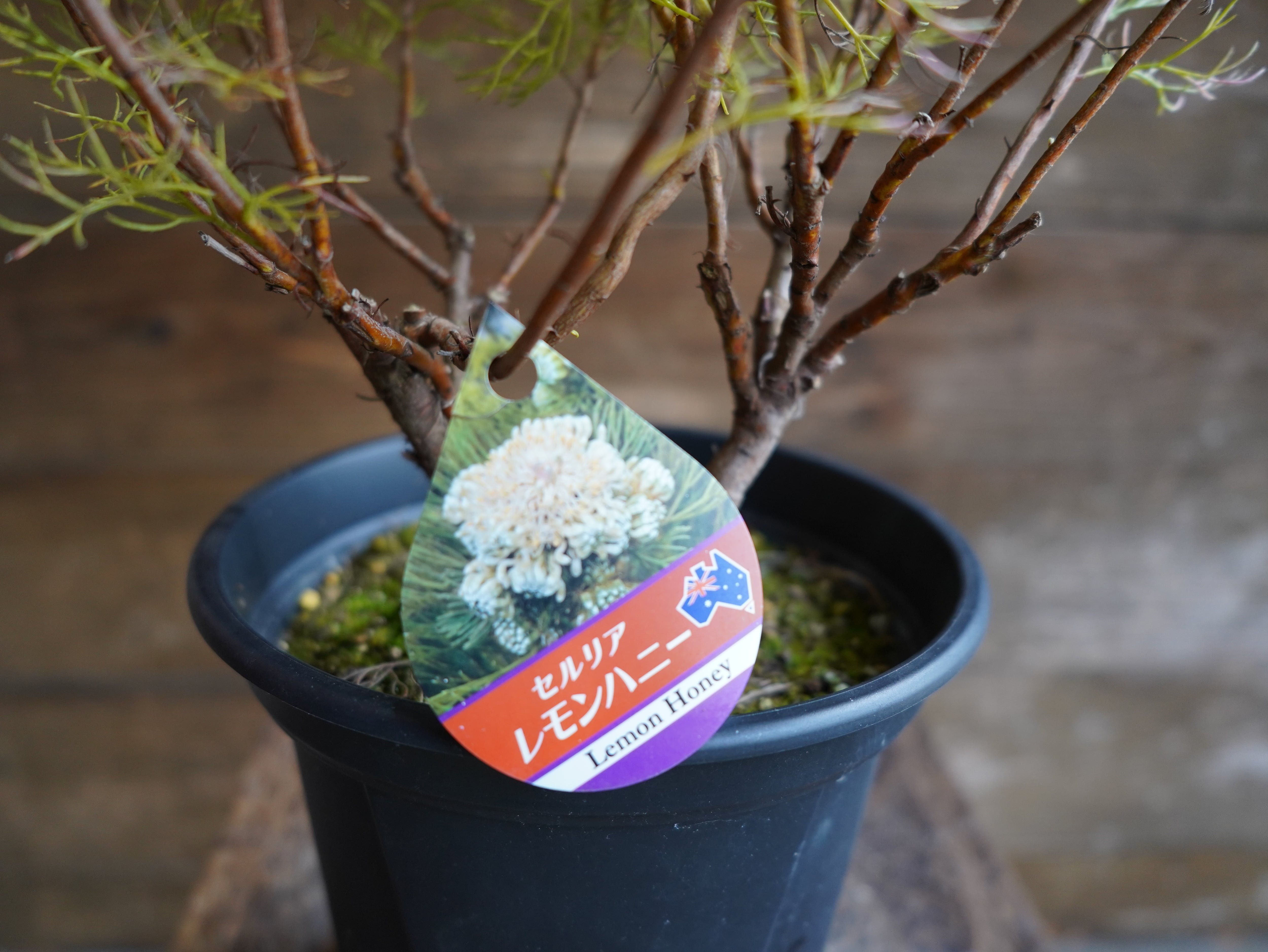 【現物】セルリア　”グロメラータ’レモンハニー”　B