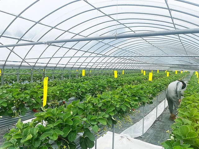 【いちびこ農園［静岡］】紅ほっぺ 2ケース入▶︎送料込◀︎