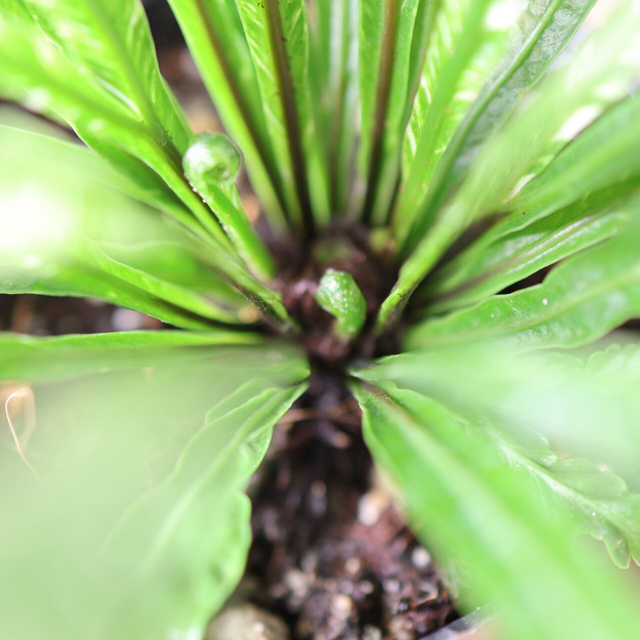 397 光を受けて輝く『アスプレニウム ニダス 斑入り』観葉植物 【送料