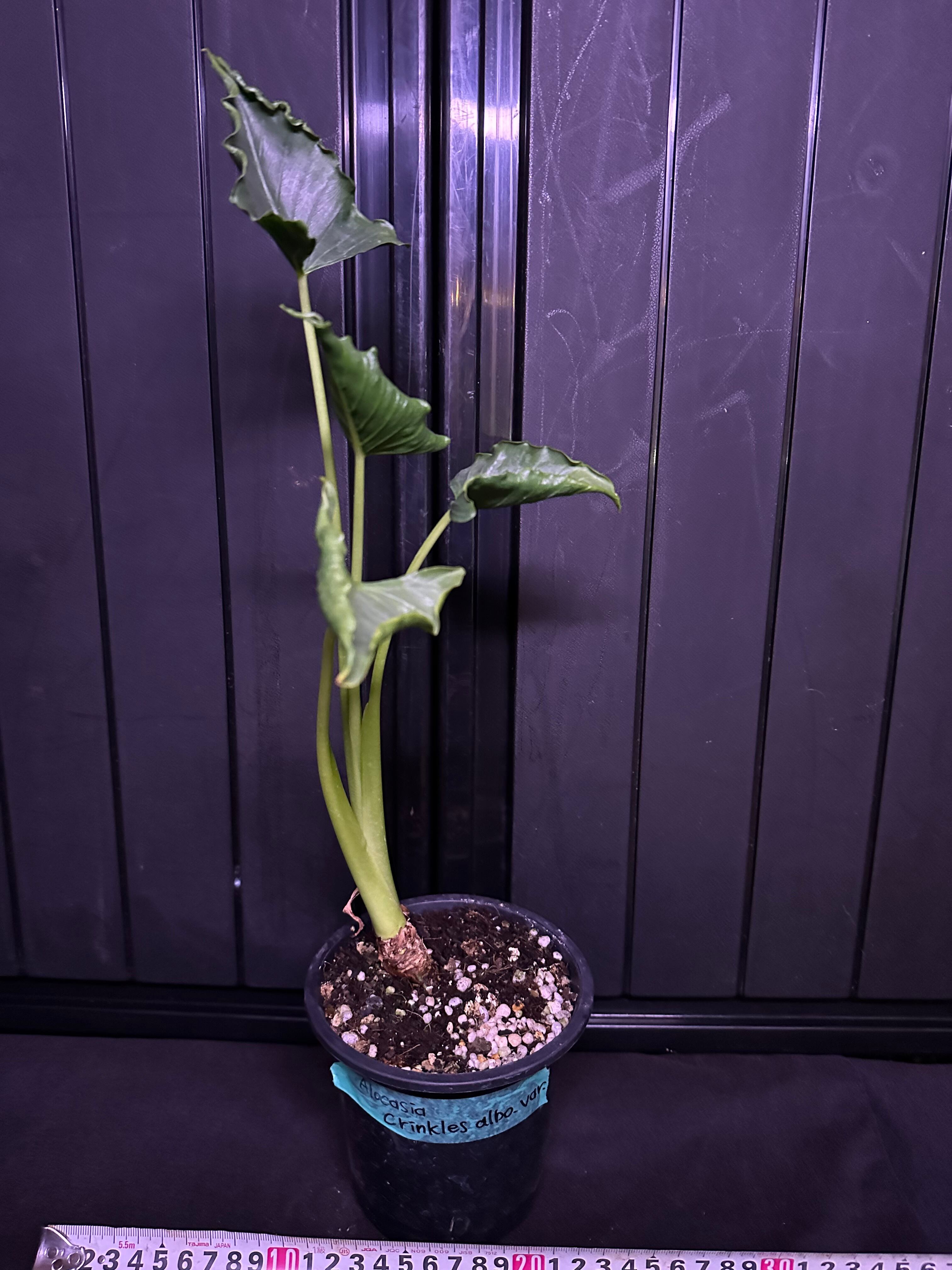 Alocasia Crinkles albo Variegata アロカシア クリンクルズ アルボ
