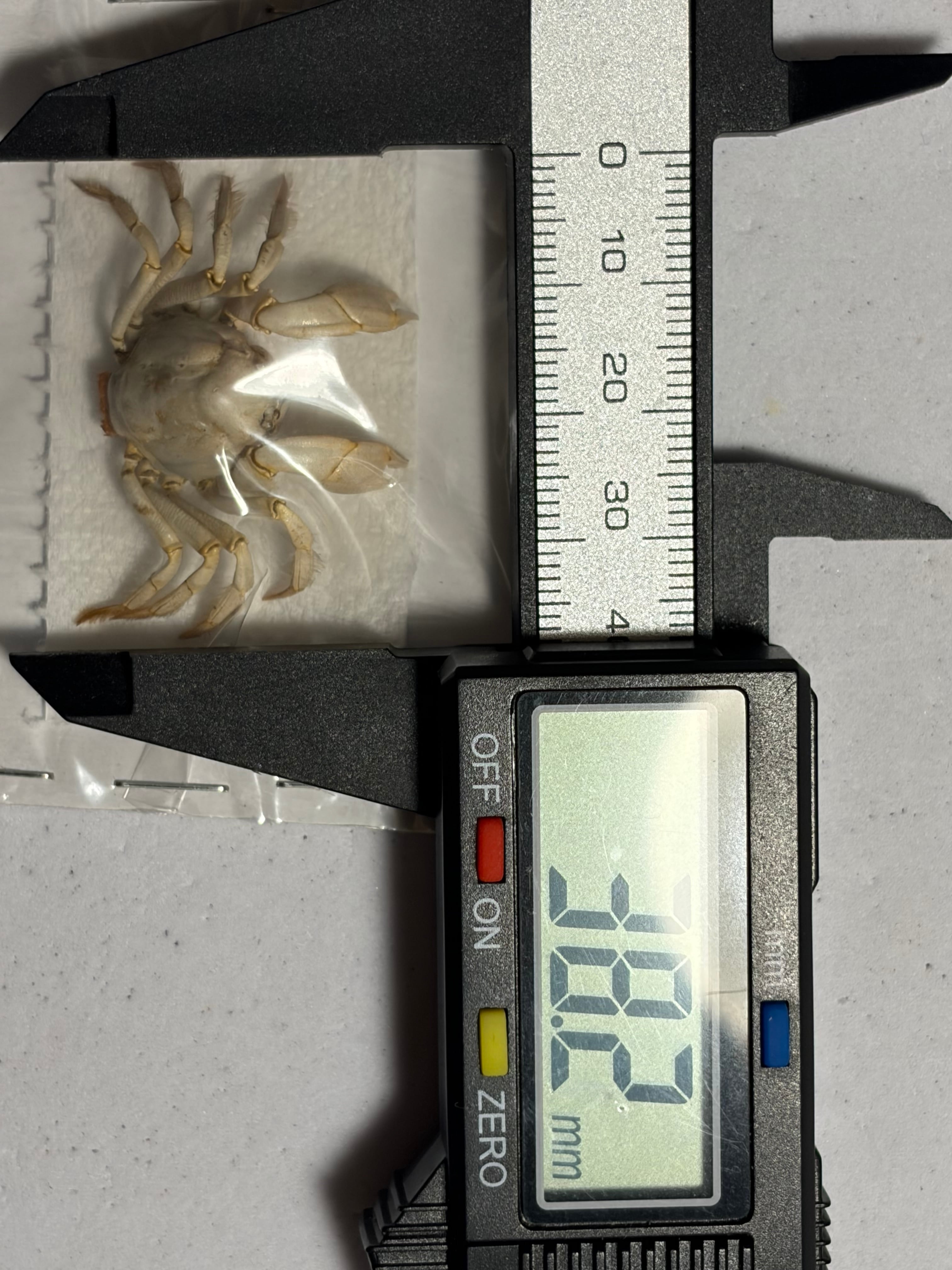 白いカニの標本 蟹標本 ガニ 甲殻類 シャコ エビ モンハナシャコ