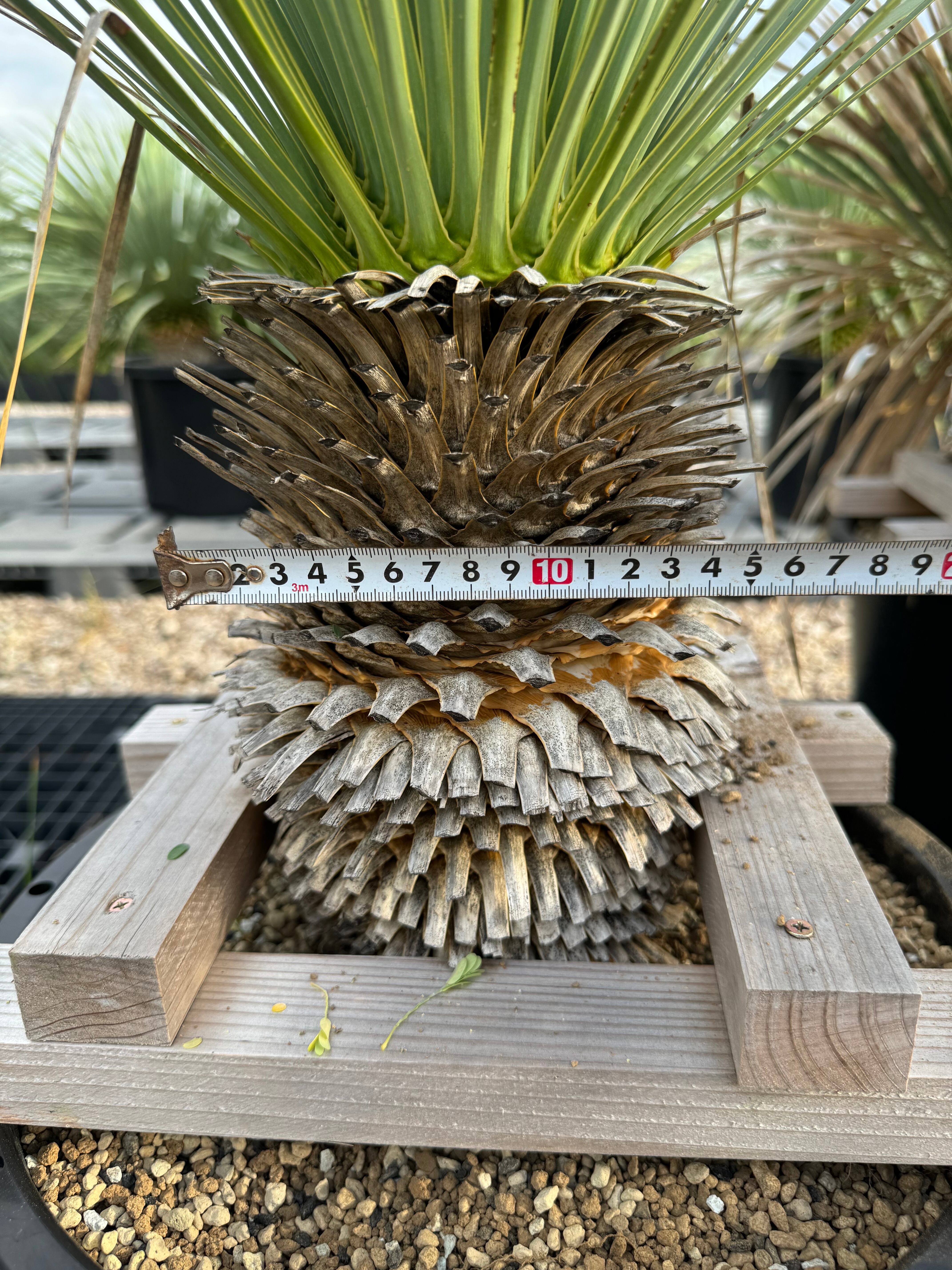 専用 特割 ユッカロストラータ 太株 (ま) 【公式通販】