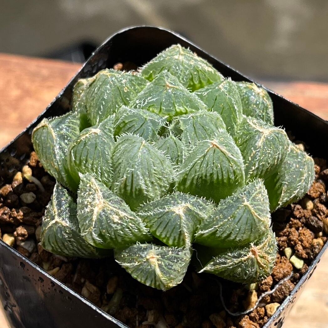 ハオルチア スターズフェアリー① 【公式通販】