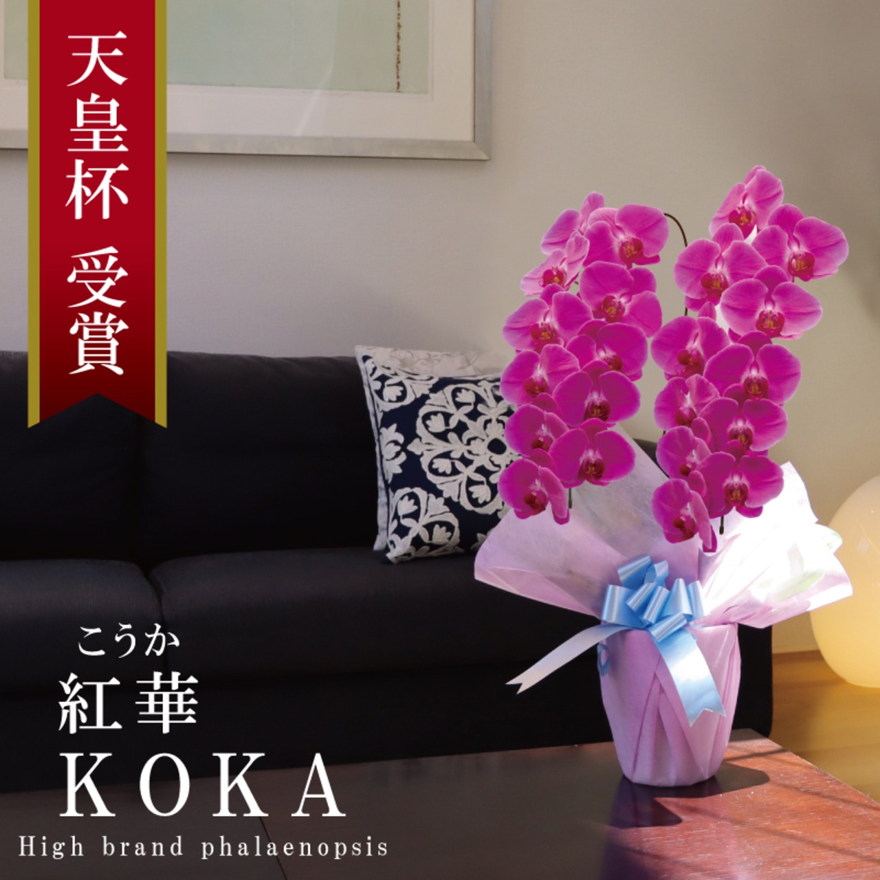 胡蝶蘭 花持ち長い 純国産 大輪2本立ち 22輪～ 【紅華（こうか）濃い 