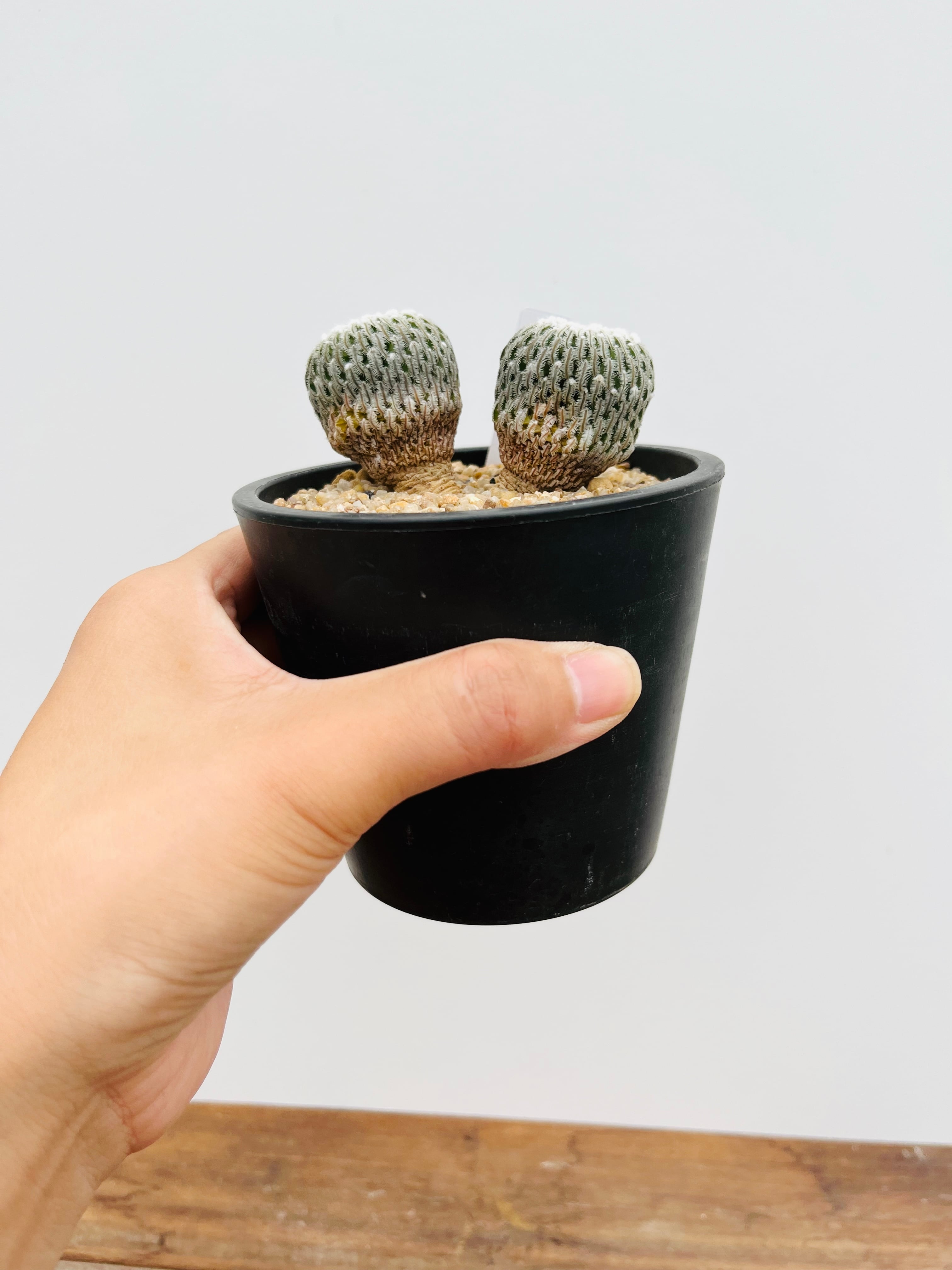 Turbinicarpus pseudopectinatus ツルビニカルプス 精巧殿 ダブル