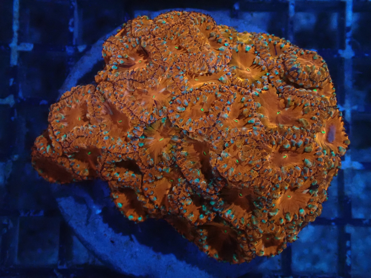 Blastomussa RedColony