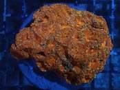 Blastomussa RedColony