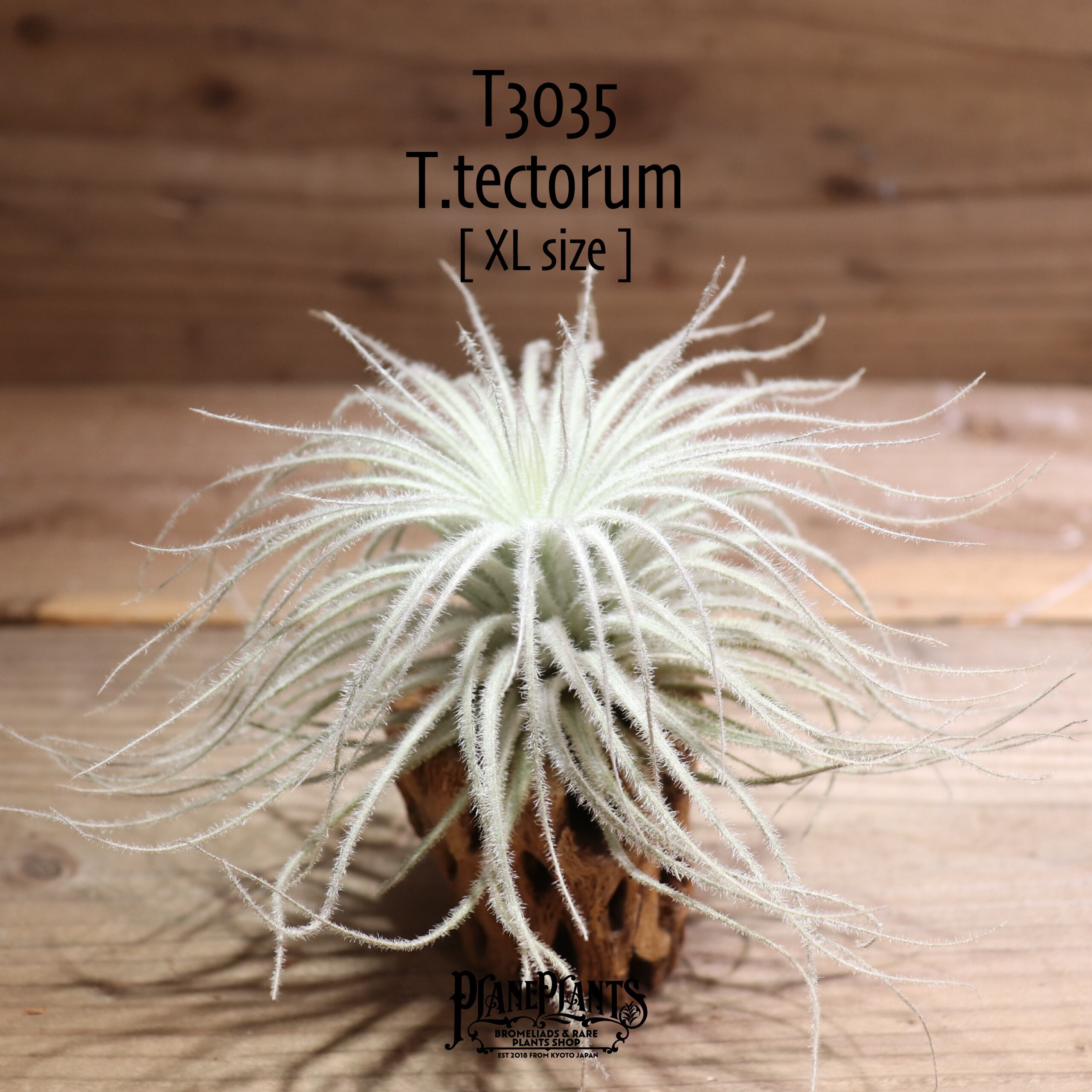 【送料無料】テクトラム XL〔エアプランツ〕現品発送T3035