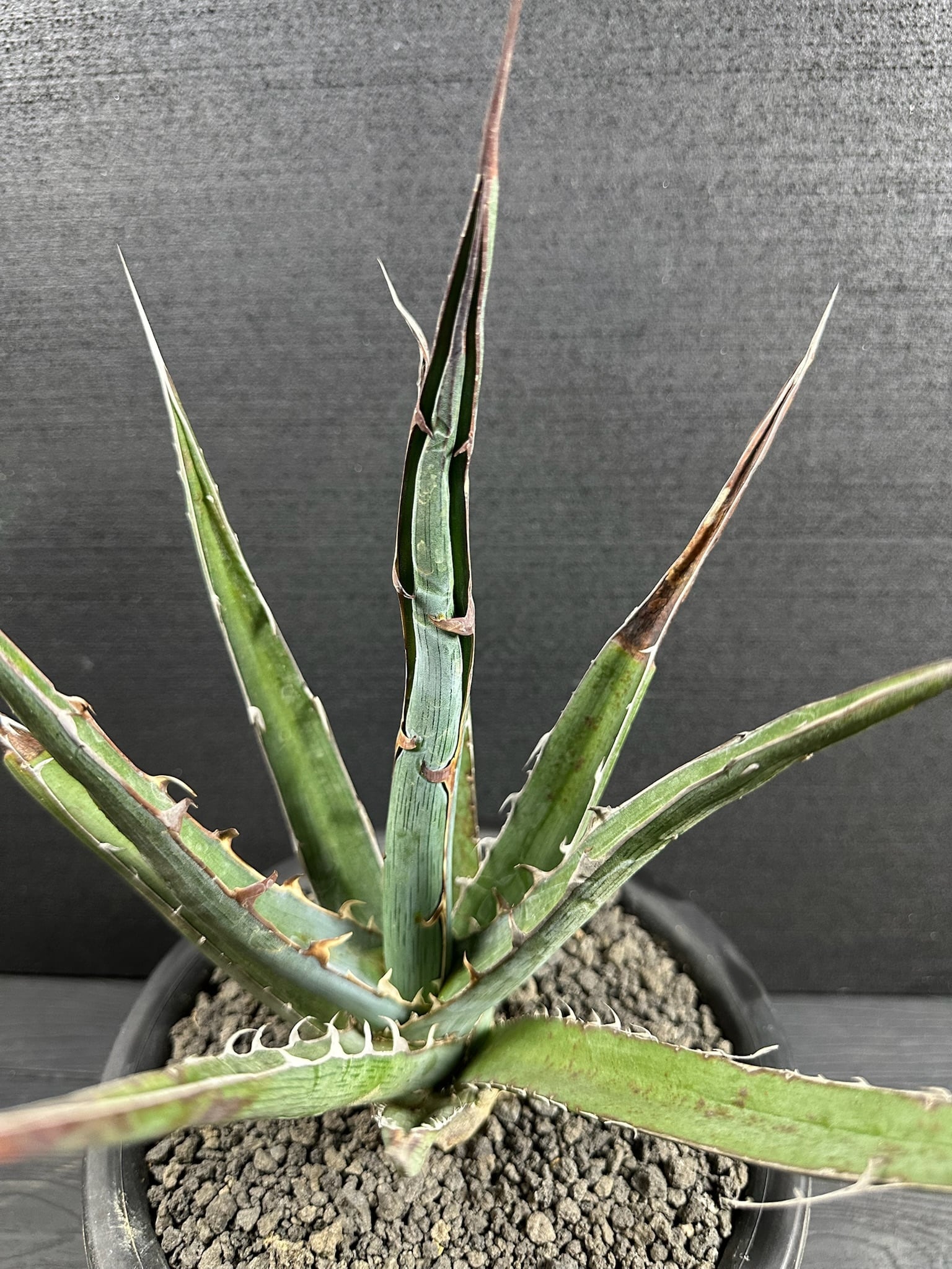 ハオルチア ピグマエアミュータント実生 特異株 | Pay ID