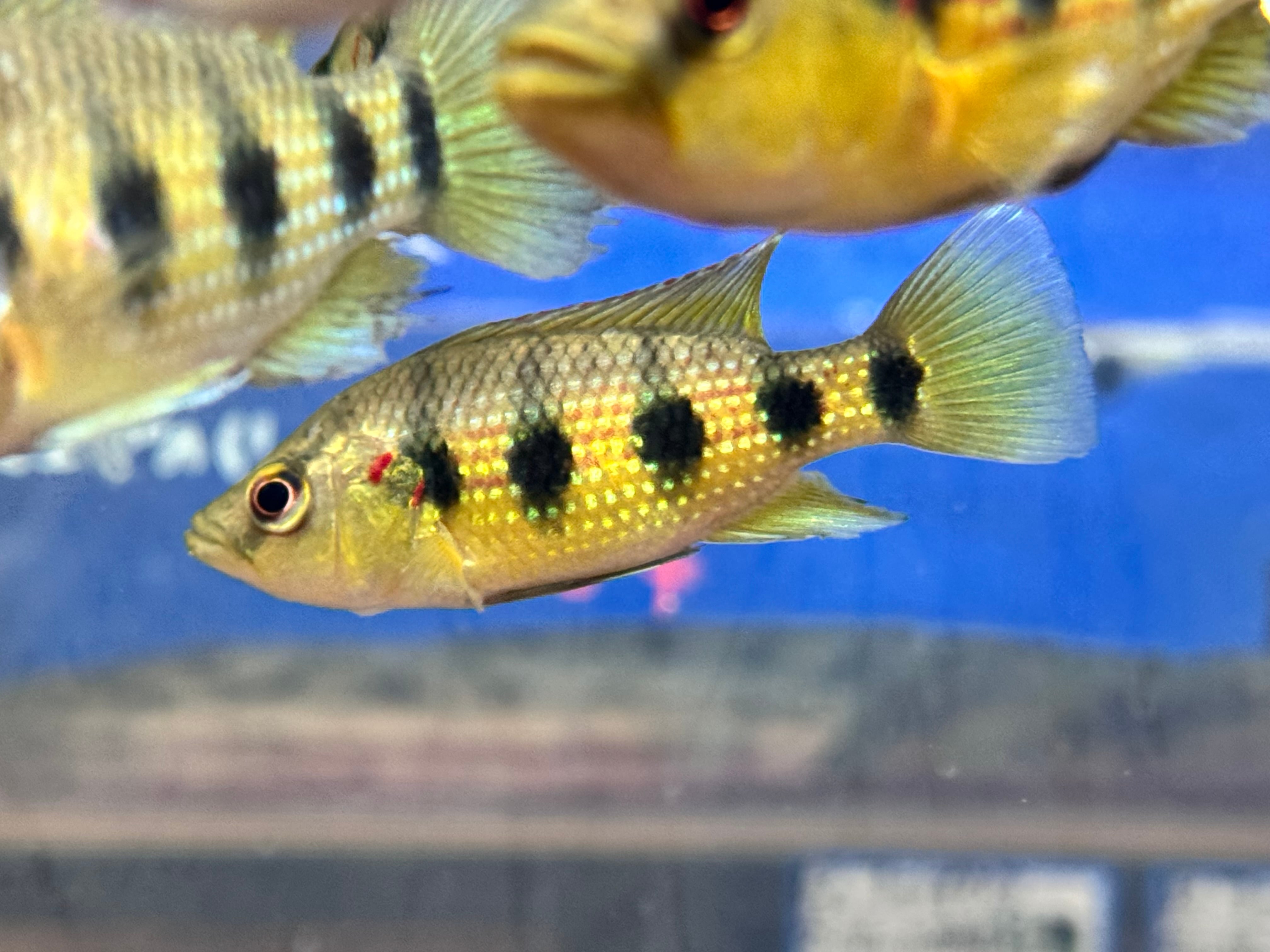 ニューギニアダトニオ 25cm | AQUASTYLEG