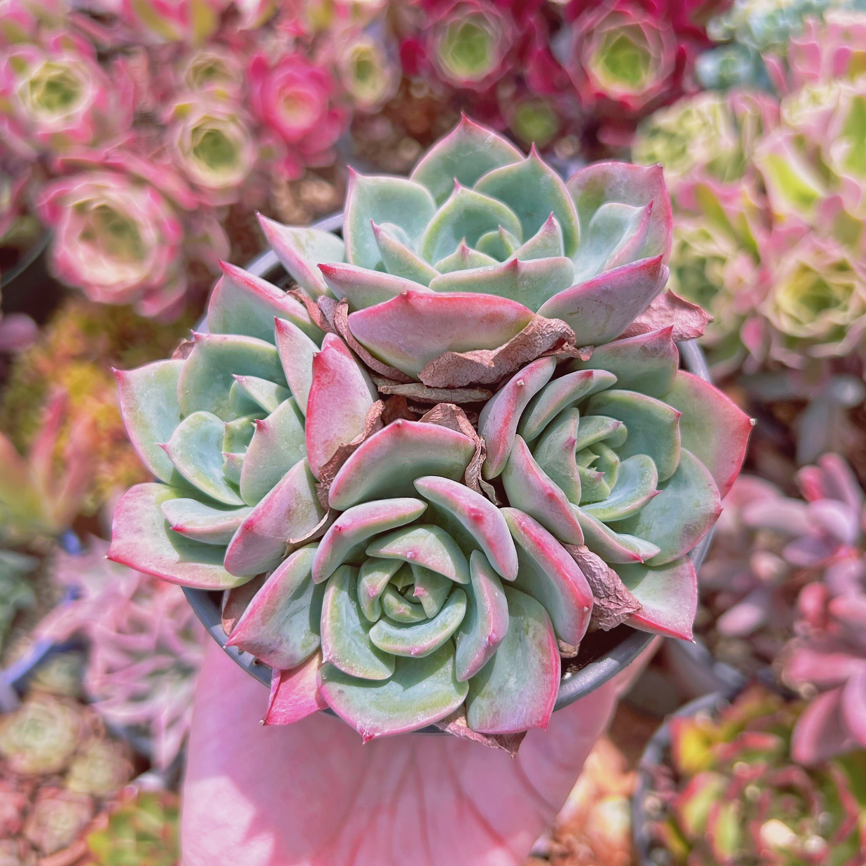 #540現物　多肉植物　香妃　特大　抜き苗