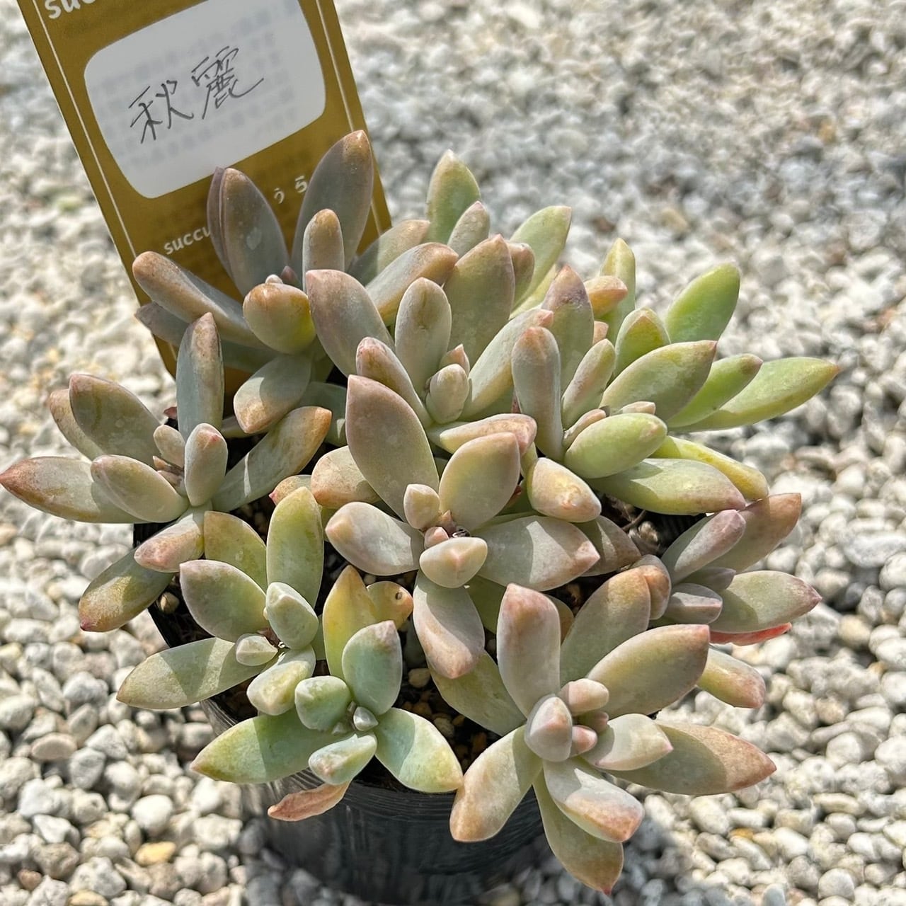 モーニングデュー 一寸鉢 多肉植物 エケベリア | PAY ID