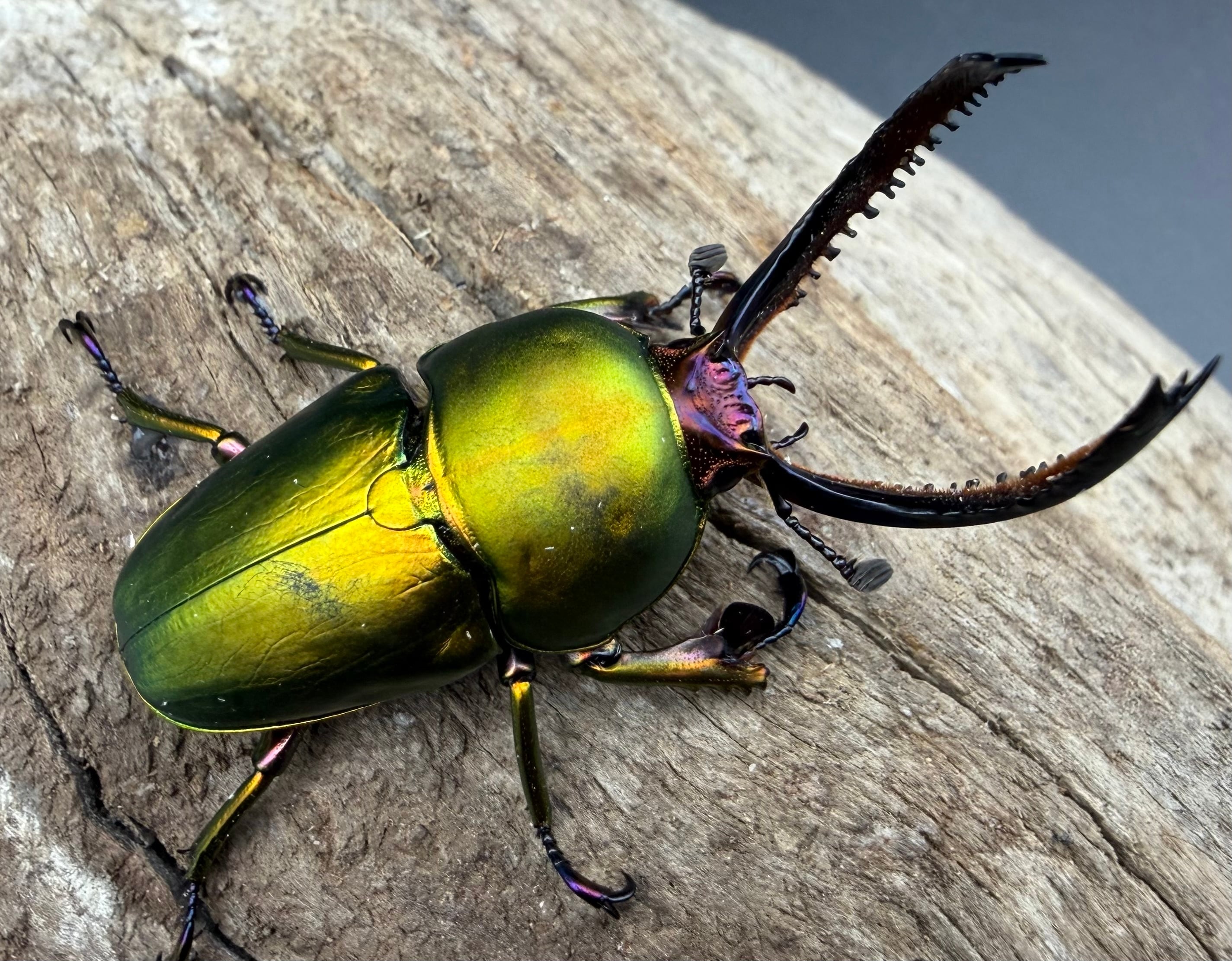 送料無料!!【16個セット】コバエシャッター 大 | KPW公式オンライン