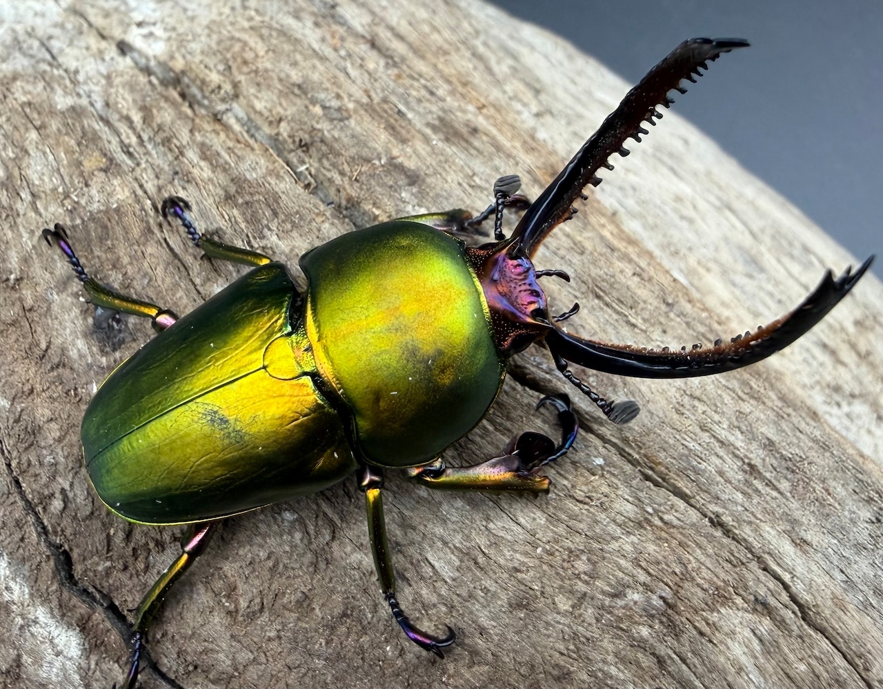 【WD】《パプアキンイロクワガタ 49.5mm ペア》