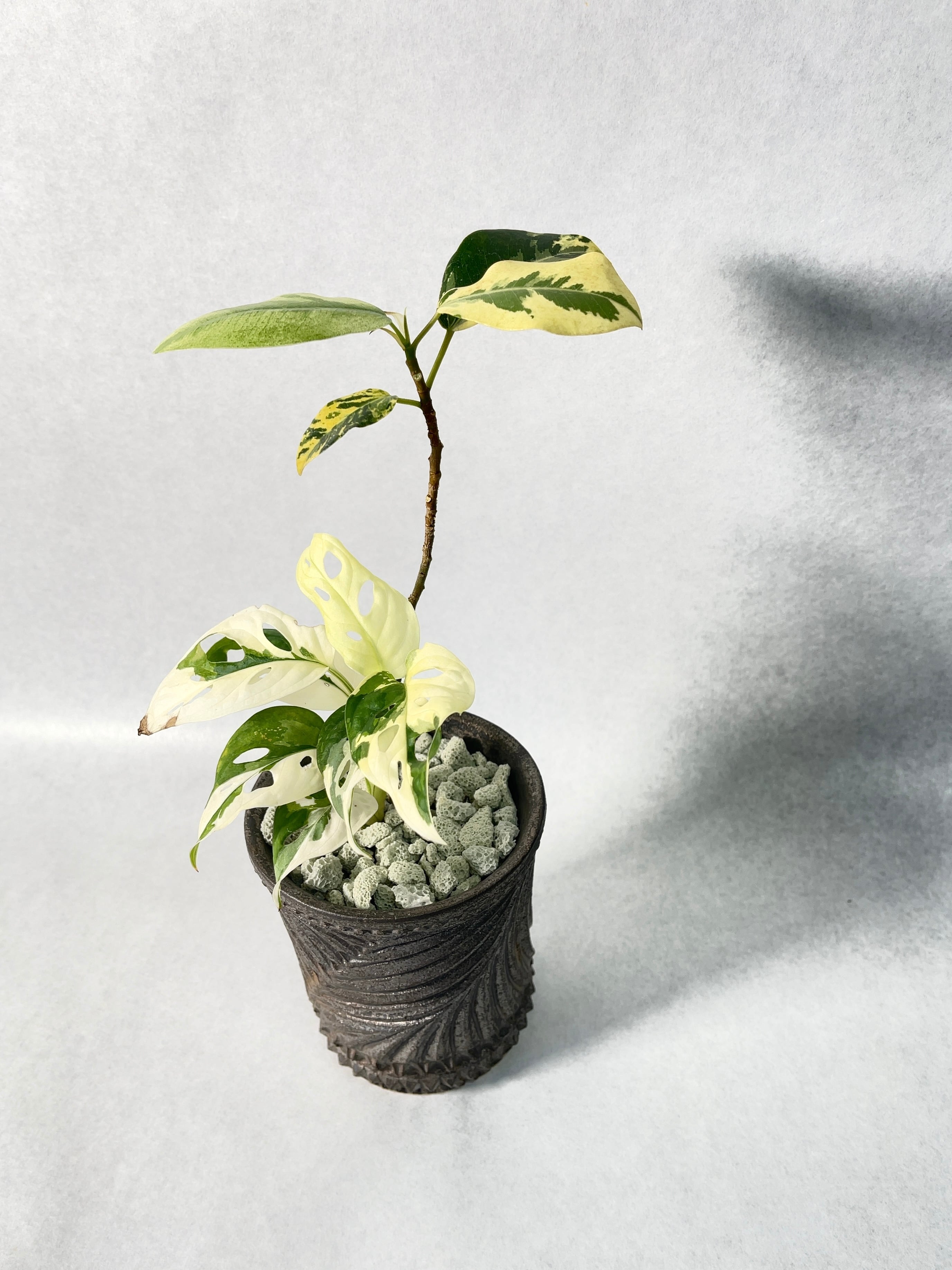 花宇宙×trigger】植栽E | trigger