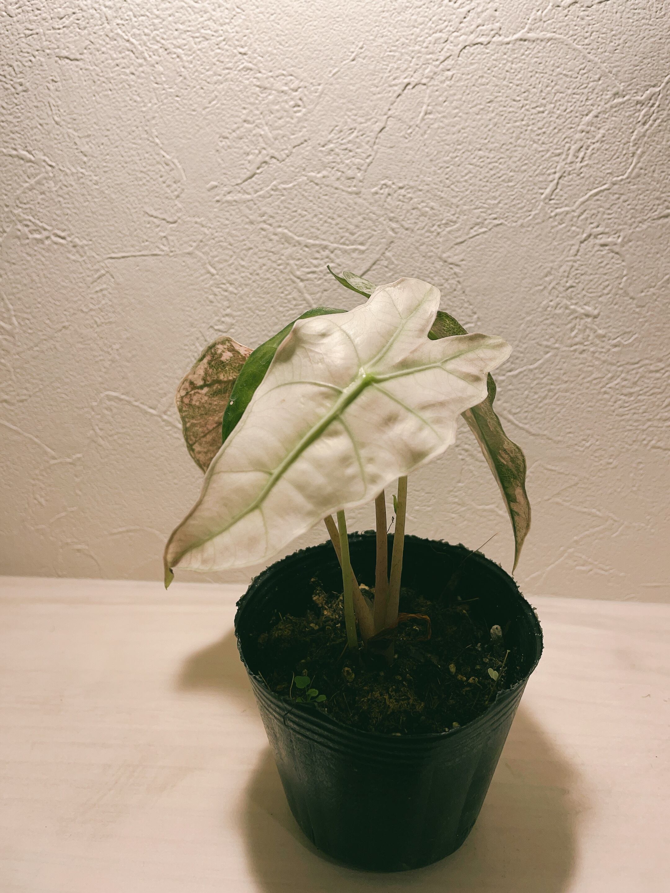 アロカシア アマゾニカ ポリー 斑入り 3号 | PLANTS SHOP