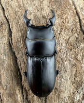 【WD】《ミークヒラタ イリアン西部亜種 33.5mm ペア》