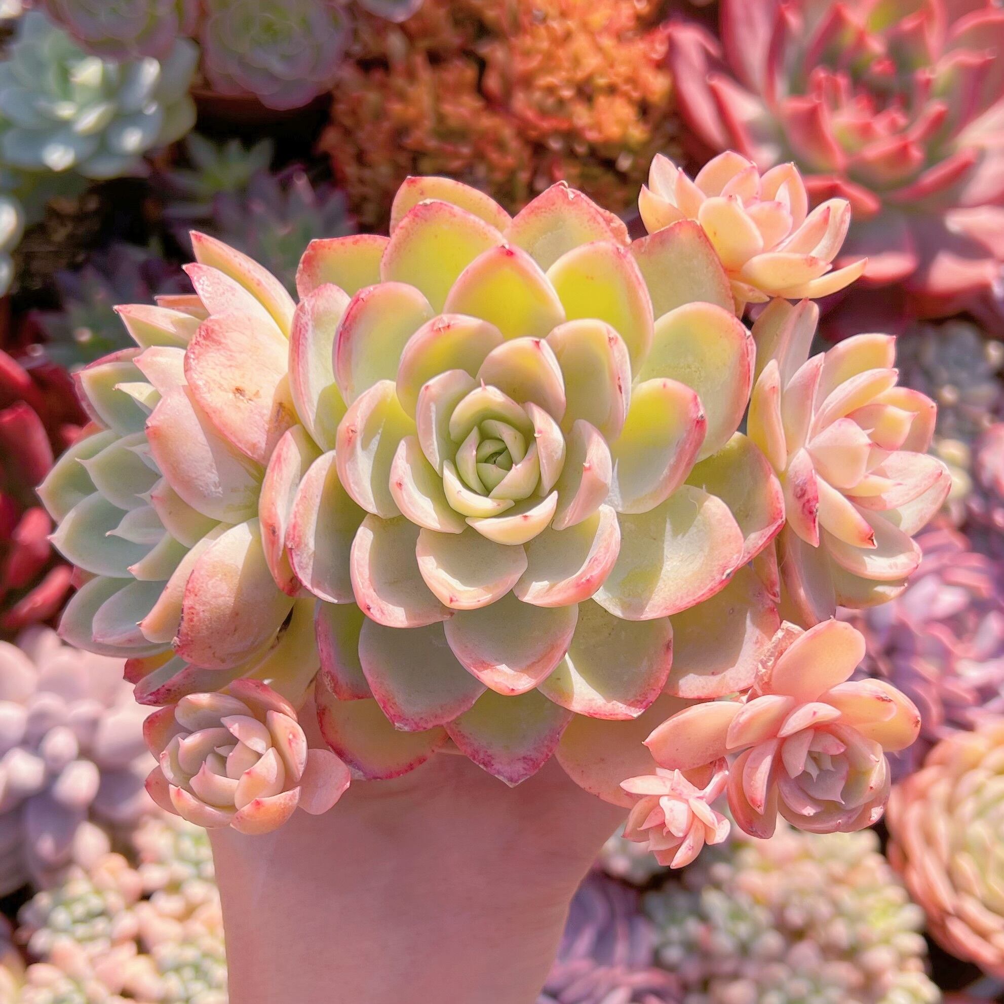 多肉植物 silkveli 群生 新入荷 るる農園 | るる農園~多肉植物専門