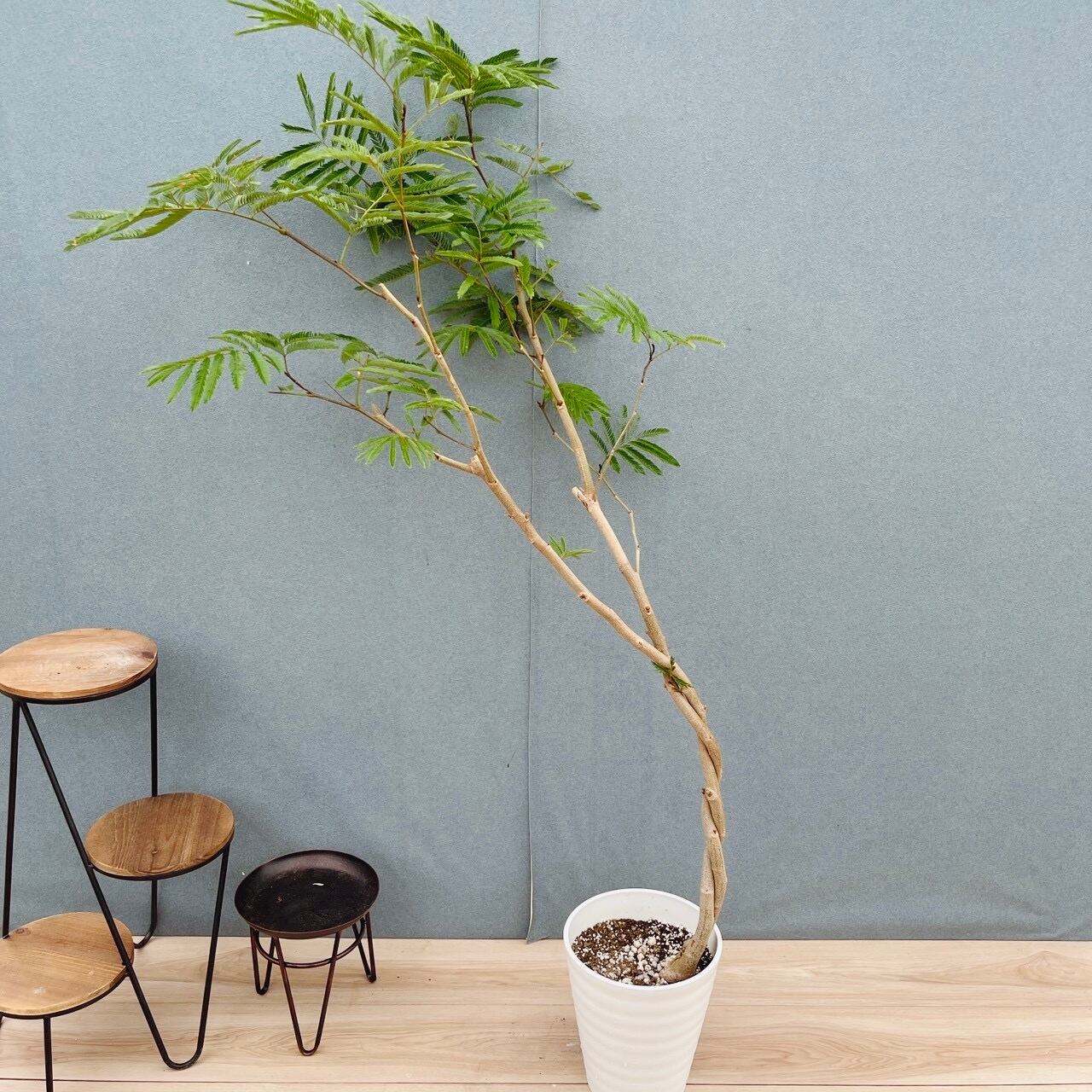 ［現品］13番　エバーフレッシュ　曲がり　7号　観葉植物　室内　大型　人気 現品］13番 エバーフレッシュ 曲がり 7号 観葉植物 室内 大型 人気