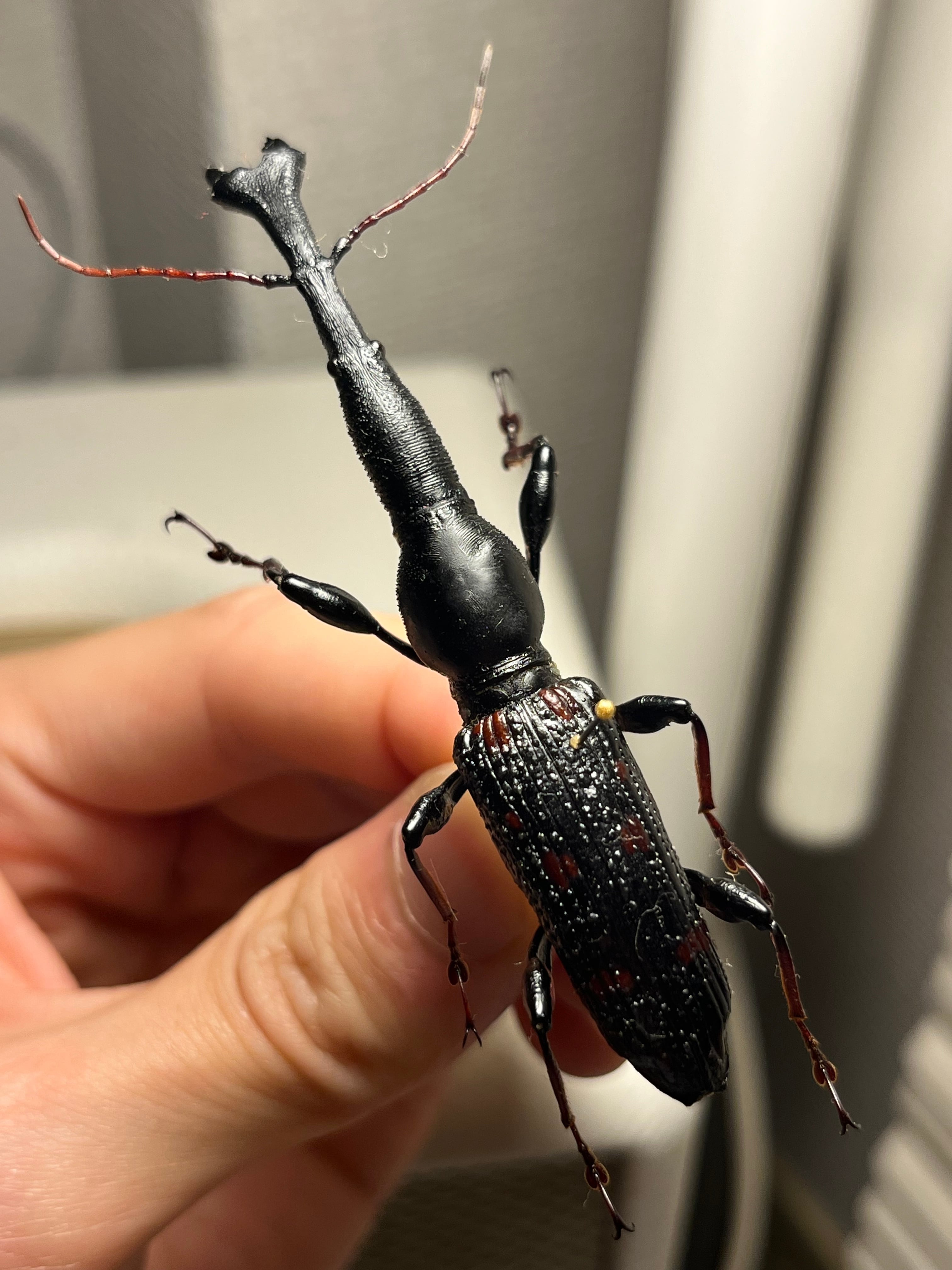 【巨大】オウサマミツギリゾウムシ 標本 ゴミムシダマシ テントウムシダマシハムシ 巨大】オウサマミツギリゾウムシ 標本 ゴミムシダマシ テントウムシ