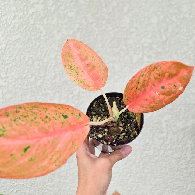 ③《Aglaonema Orange Stardust  》アグラオネマ・オレンジスターダスト 観葉植物 ／ポット発送