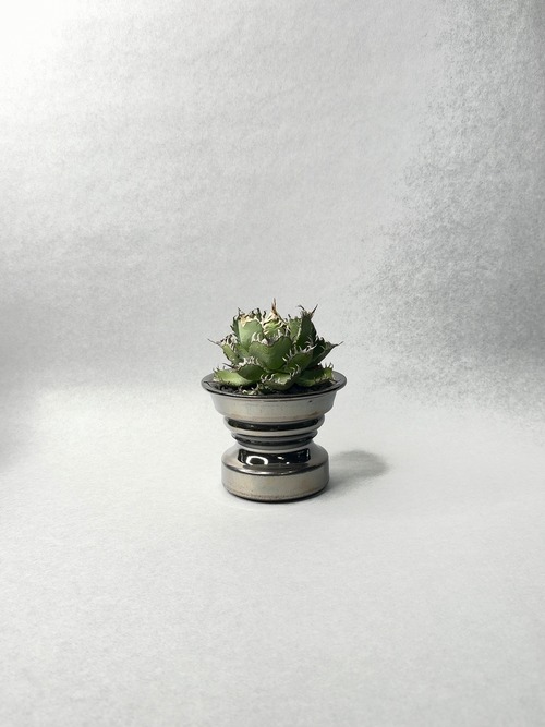 アガベ・フィリグリー