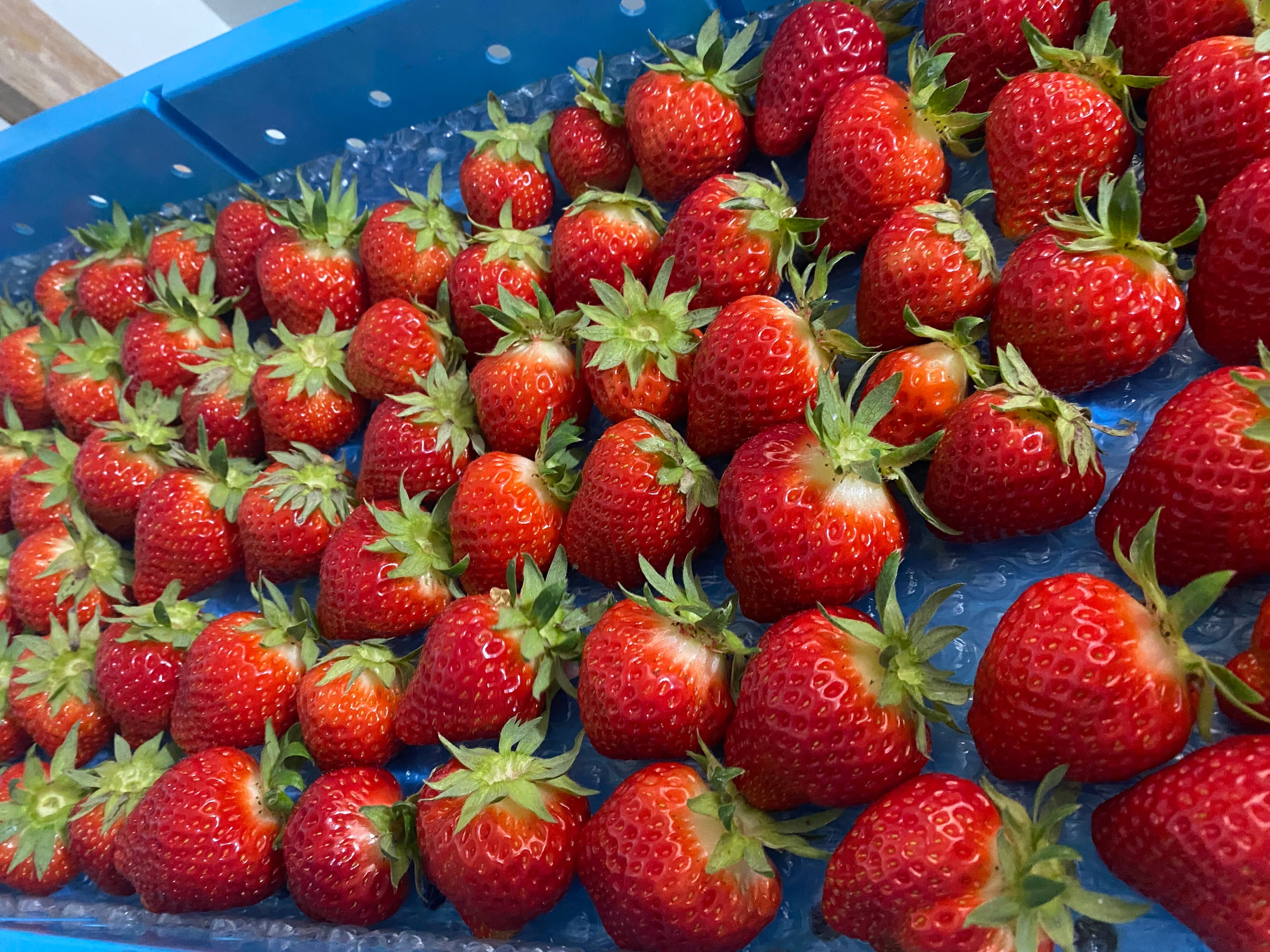 2箱セット】【Lサイズ】国産夏イチゴ | Japan Fruits