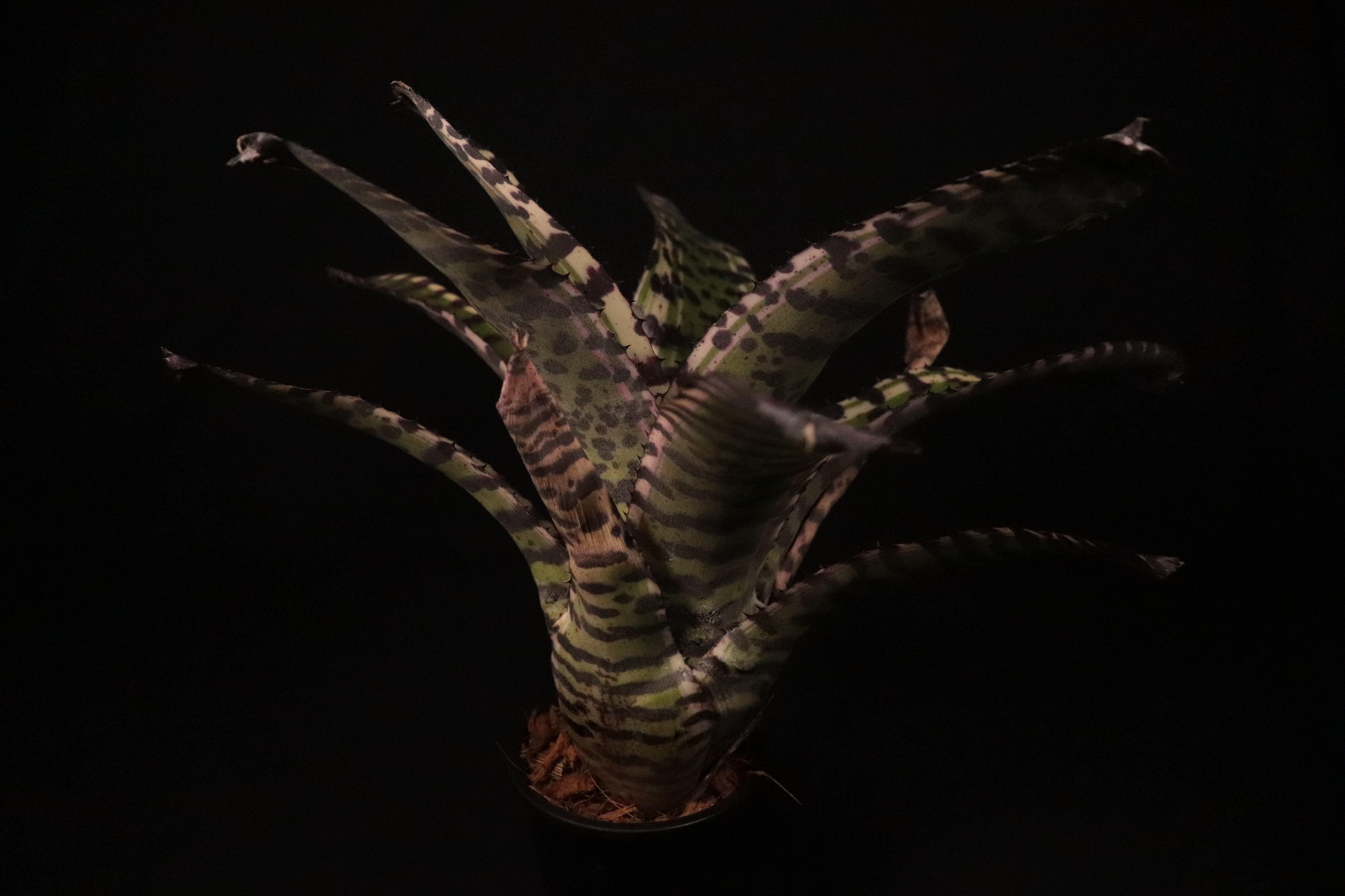 送料無料】Neoregelia 'Ironside'〔ネオレゲリア〕現品発送N0338
