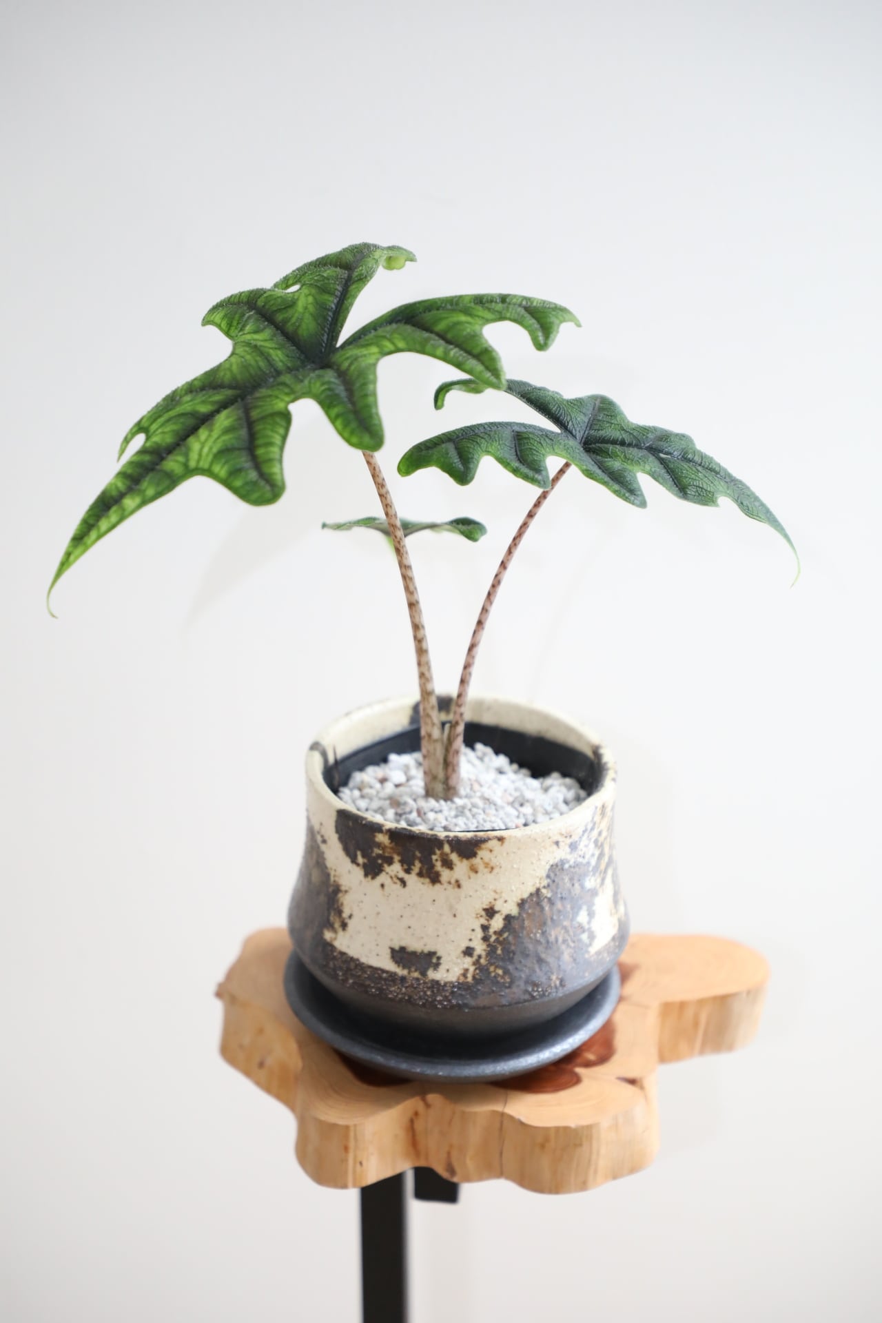 S】アロカシア ジャックリン/Alocasia jacklyn ※陶器鉢付き