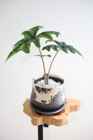 【S】アロカシア ジャックリン/Alocasia jacklyn　※陶器鉢付き